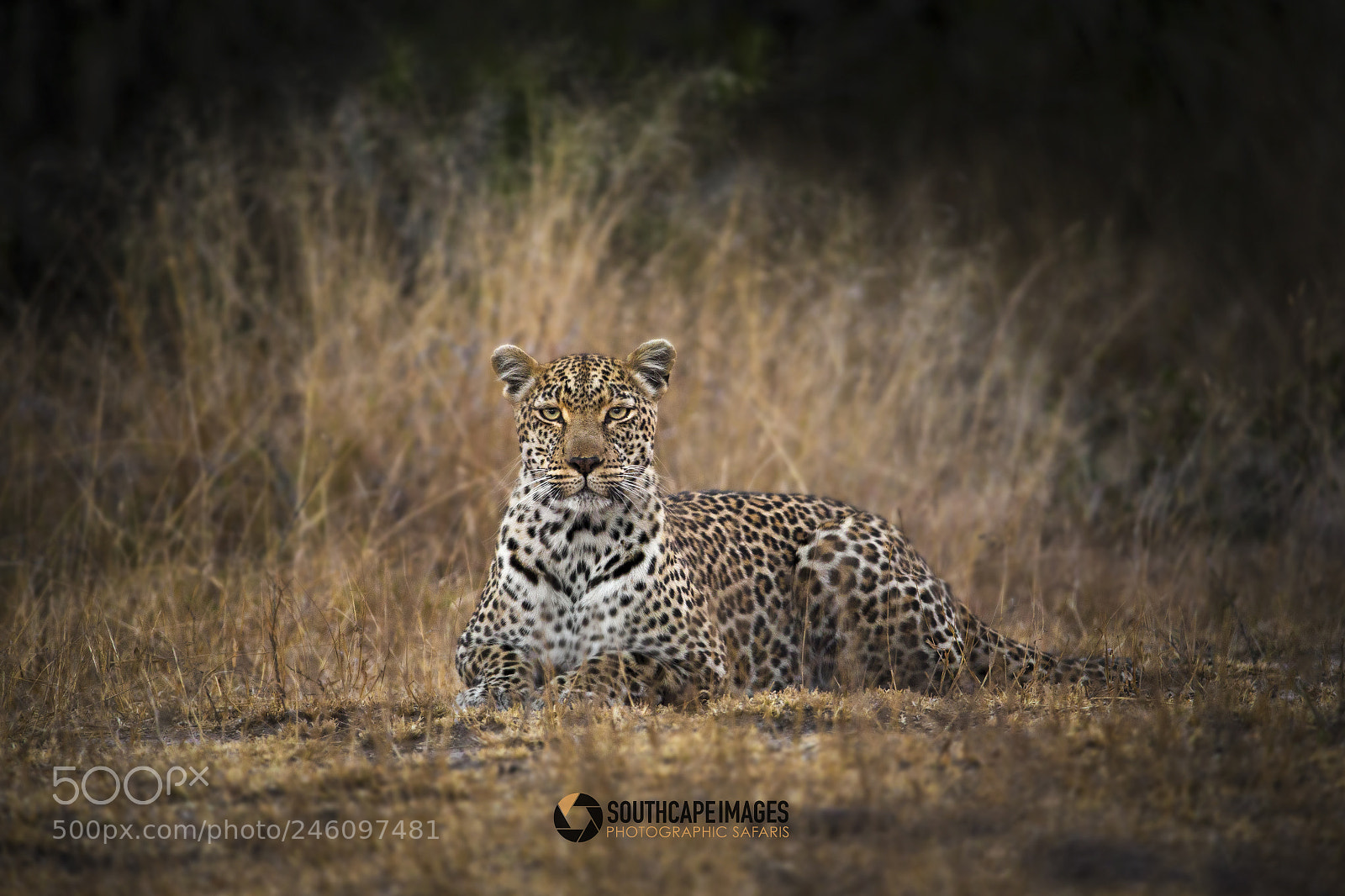 Canon EOS-1D X sample photo. Sabi sands portrait photography