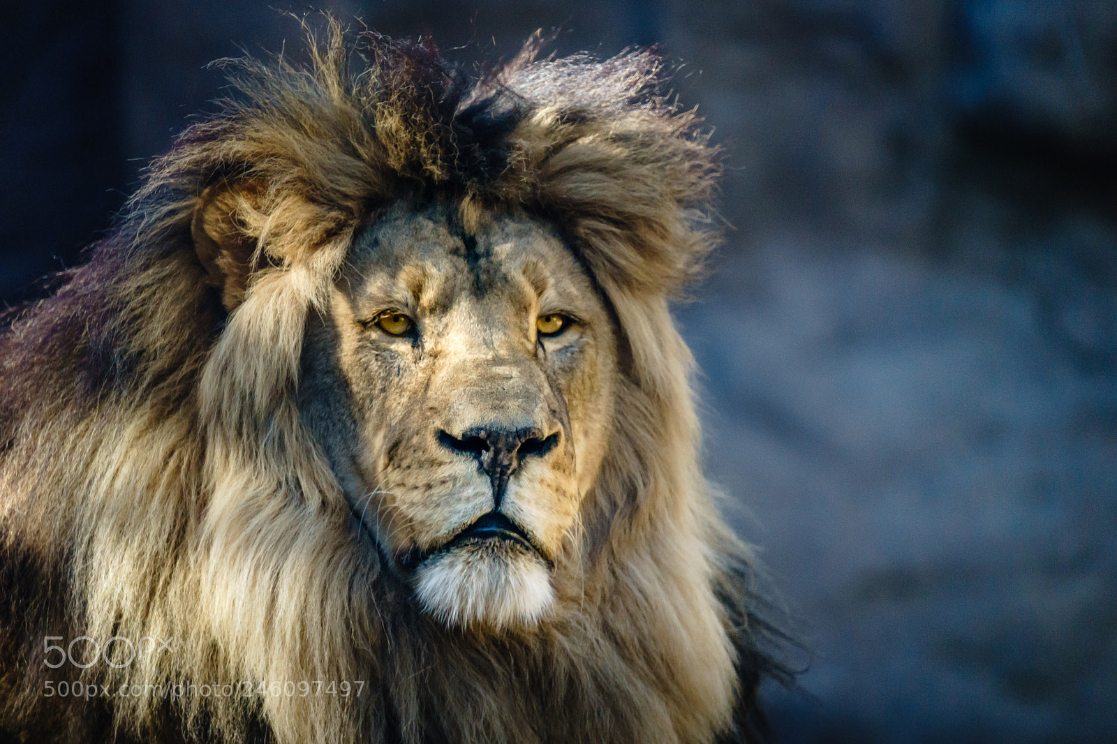 Sony a7 II sample photo. Mighty king of the photography