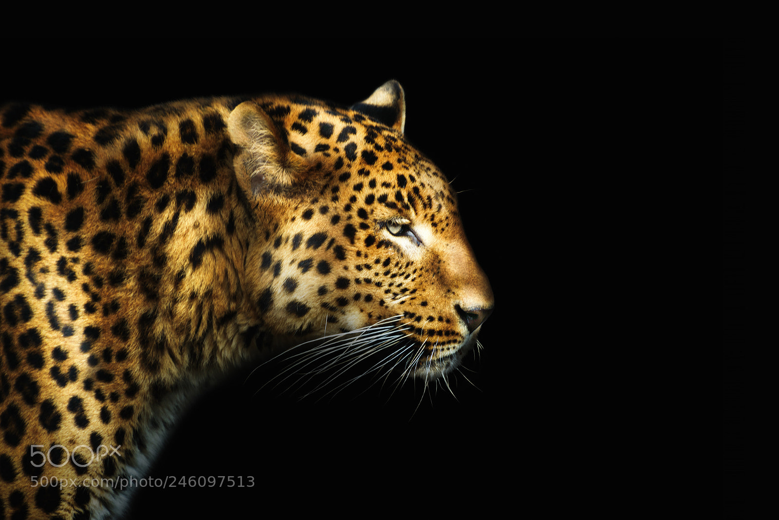 Nikon D3200 sample photo. Close-up leopard portrait on photography