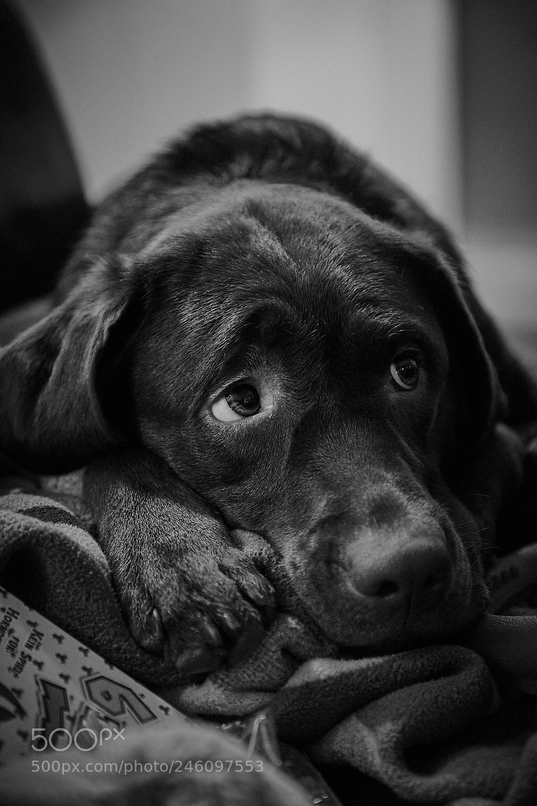Canon EOS 6D Mark II sample photo. Bella photography