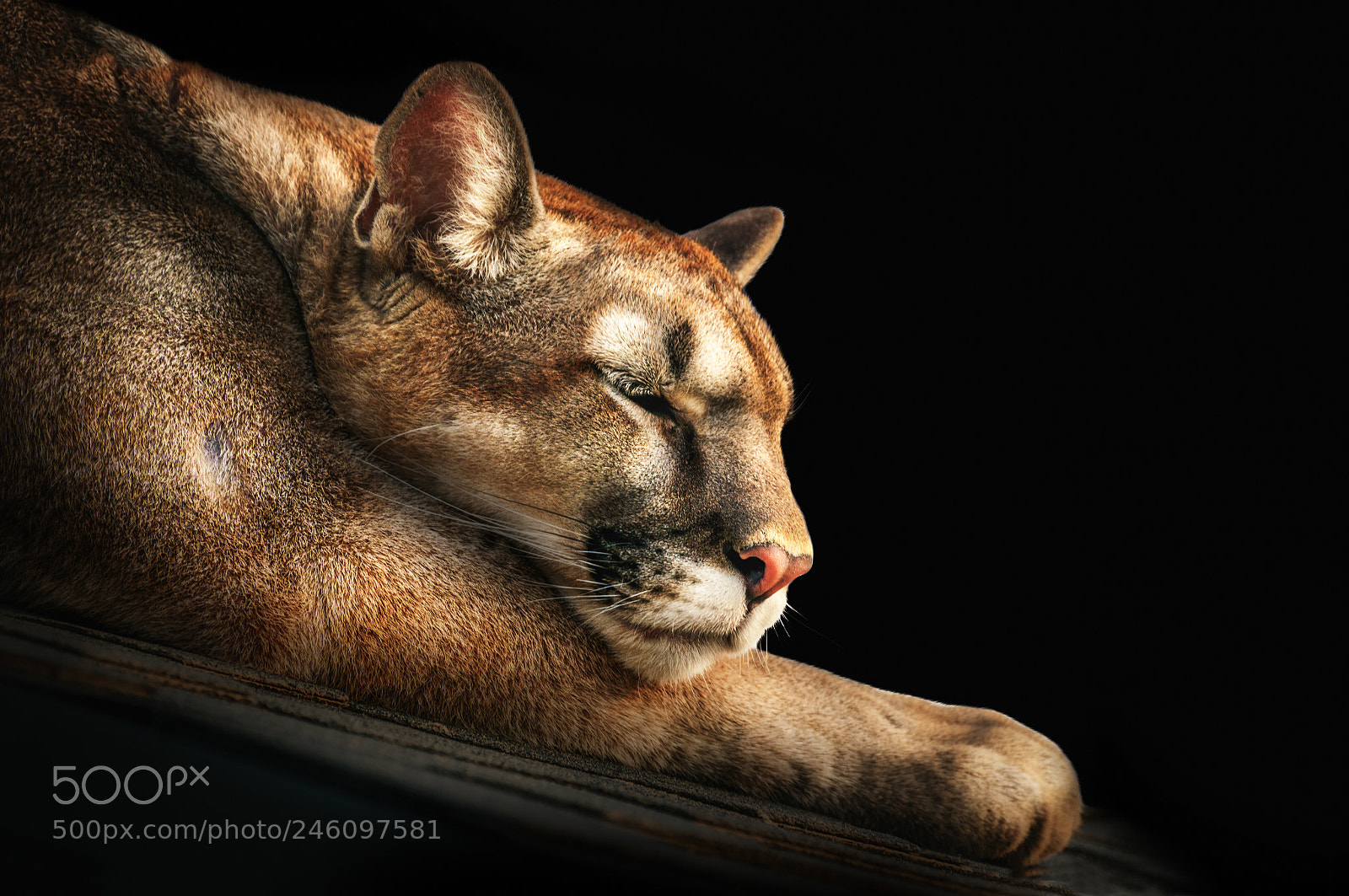 Nikon D3200 sample photo. Portrait of a sleeping photography