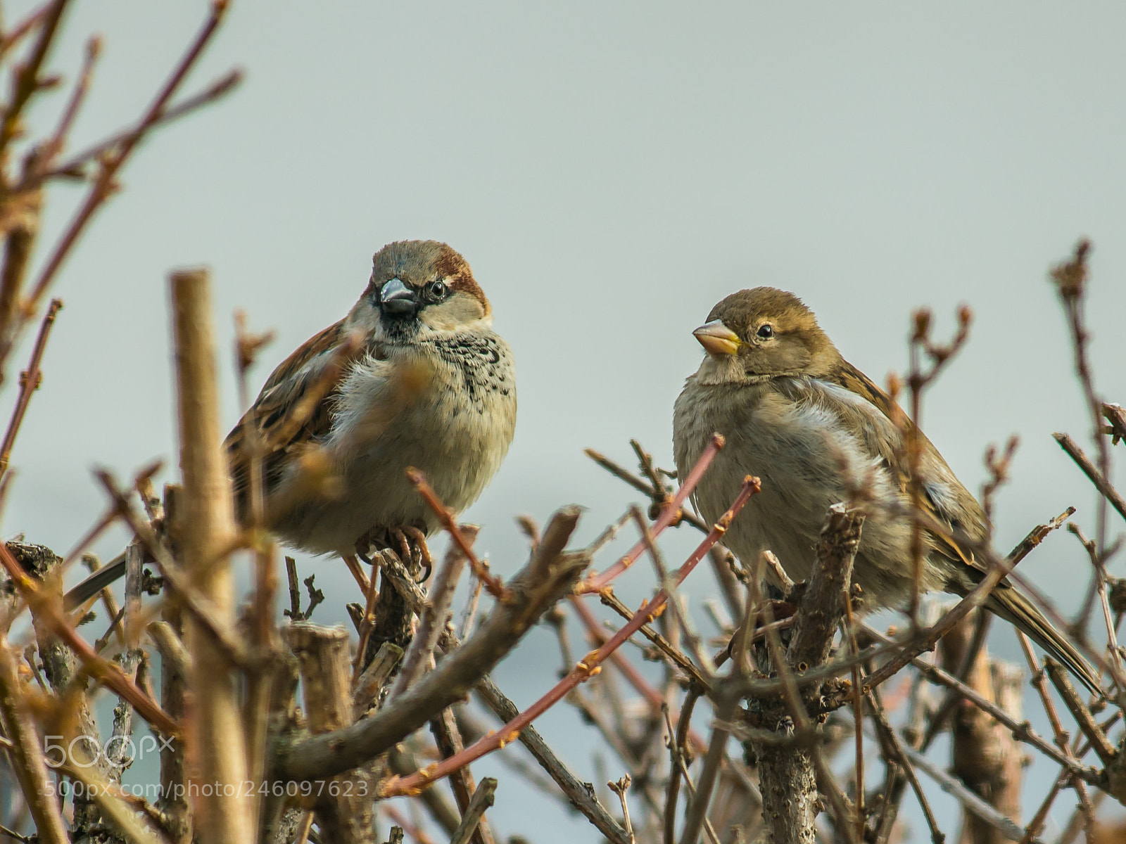Sony a7R II sample photo. V gel sigma 300mm photography