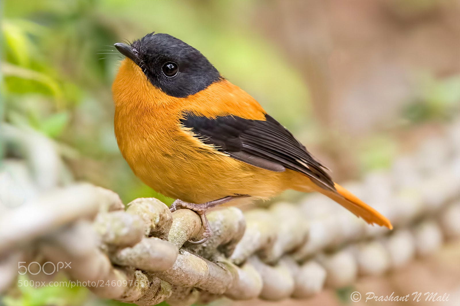Canon EOS 7D Mark II sample photo. Blackandorange photography