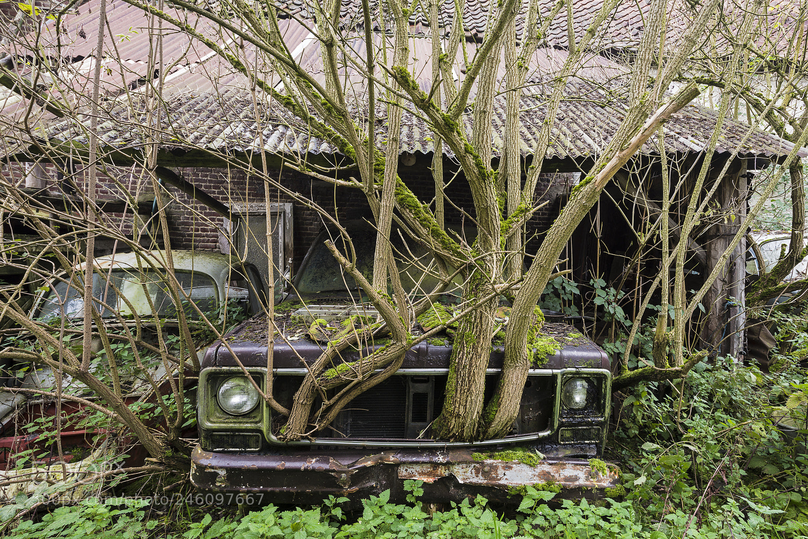 Nikon D800 sample photo. I'm groot photography