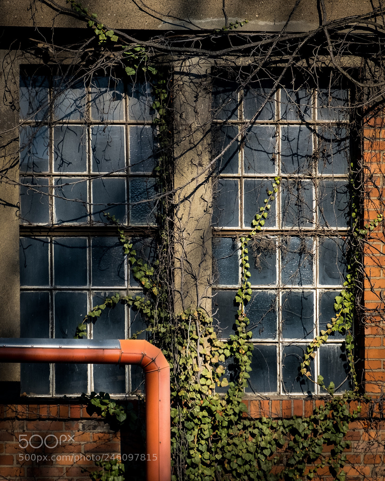 Fujifilm X-T20 sample photo. Overgrown photography