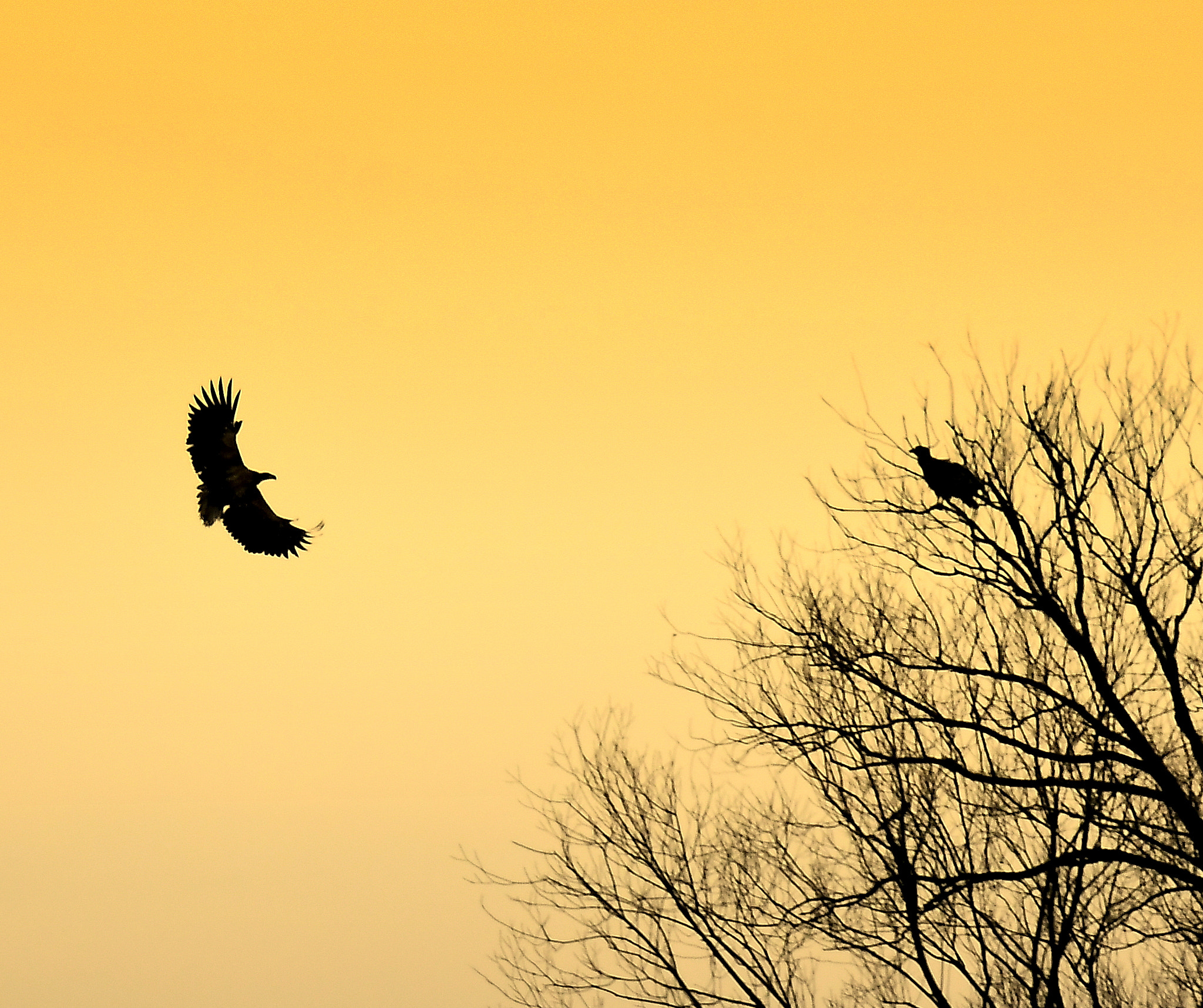 Nikon D500 + Nikon Nikkor AF-S 300mm F4E PF ED VR sample photo. Arrival...(white-tailed eagle) photography