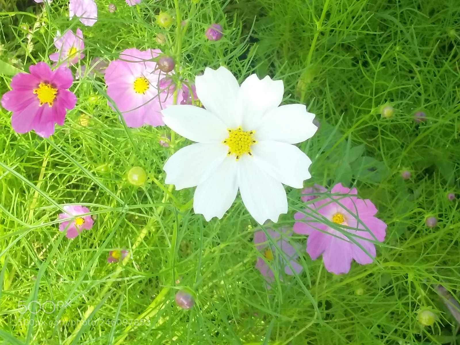 Samsung Galaxy Grand Prime sample photo. White flower photography