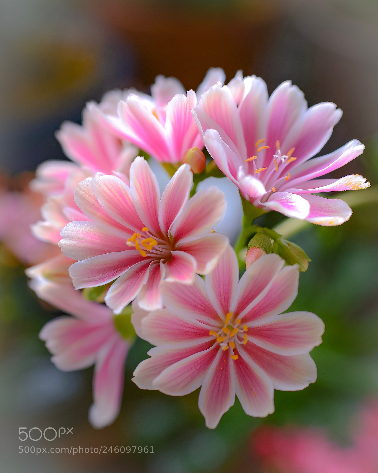 Nikon D800E sample photo. Lewisia cotyledon photography
