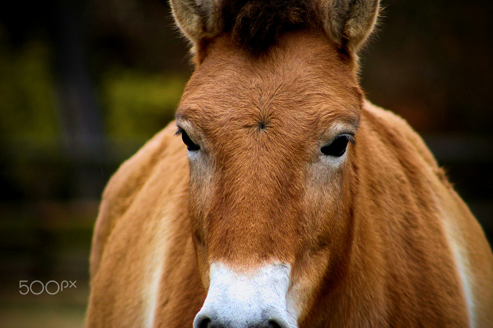 Canon EOS 100D (EOS Rebel SL1 / EOS Kiss X7) + EF75-300mm f/4-5.6 sample photo. Przewalskii horse photography