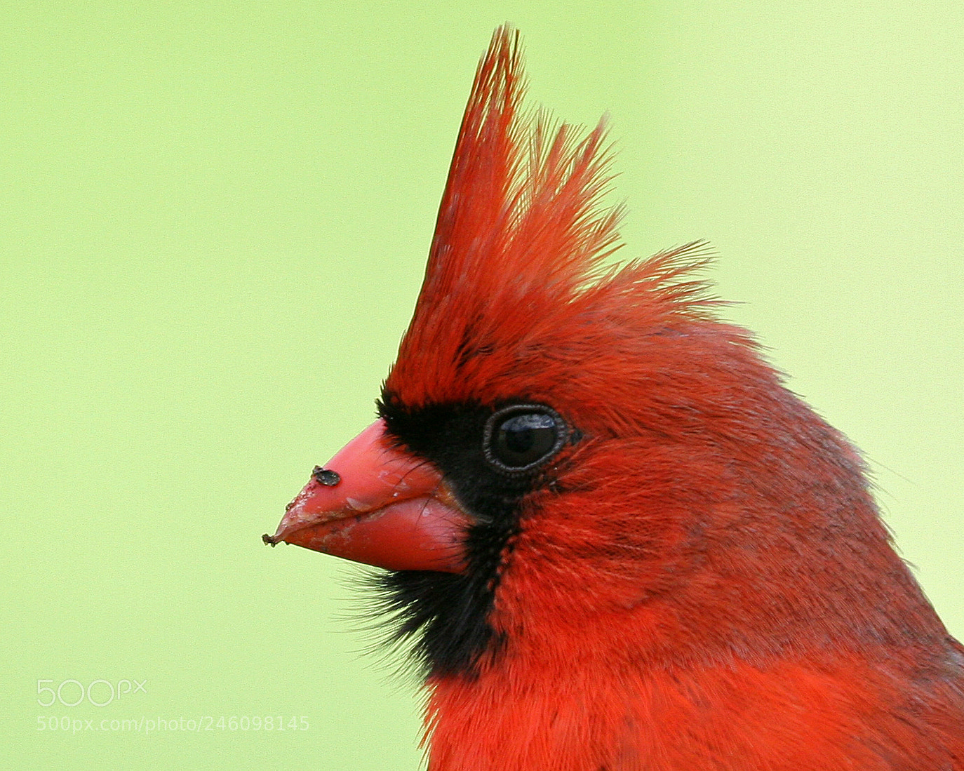 Canon EOS 20D sample photo. Male northern cardinal photography