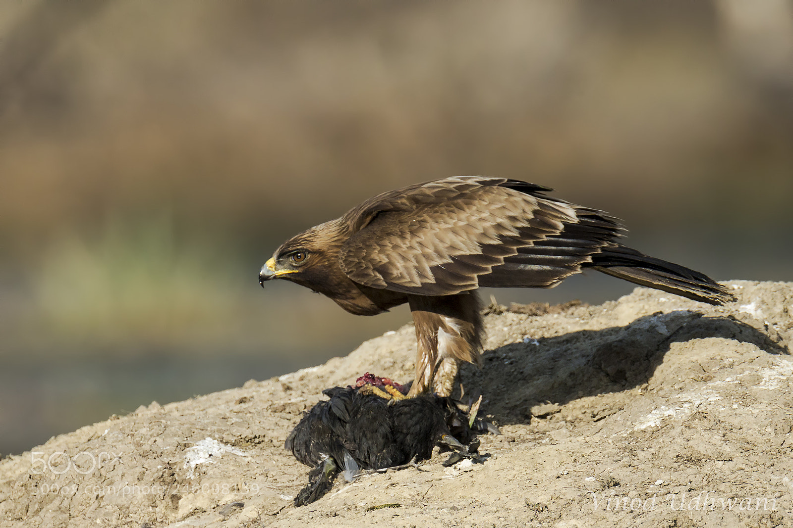 Canon EOS-1D X sample photo. Booted eagle photography