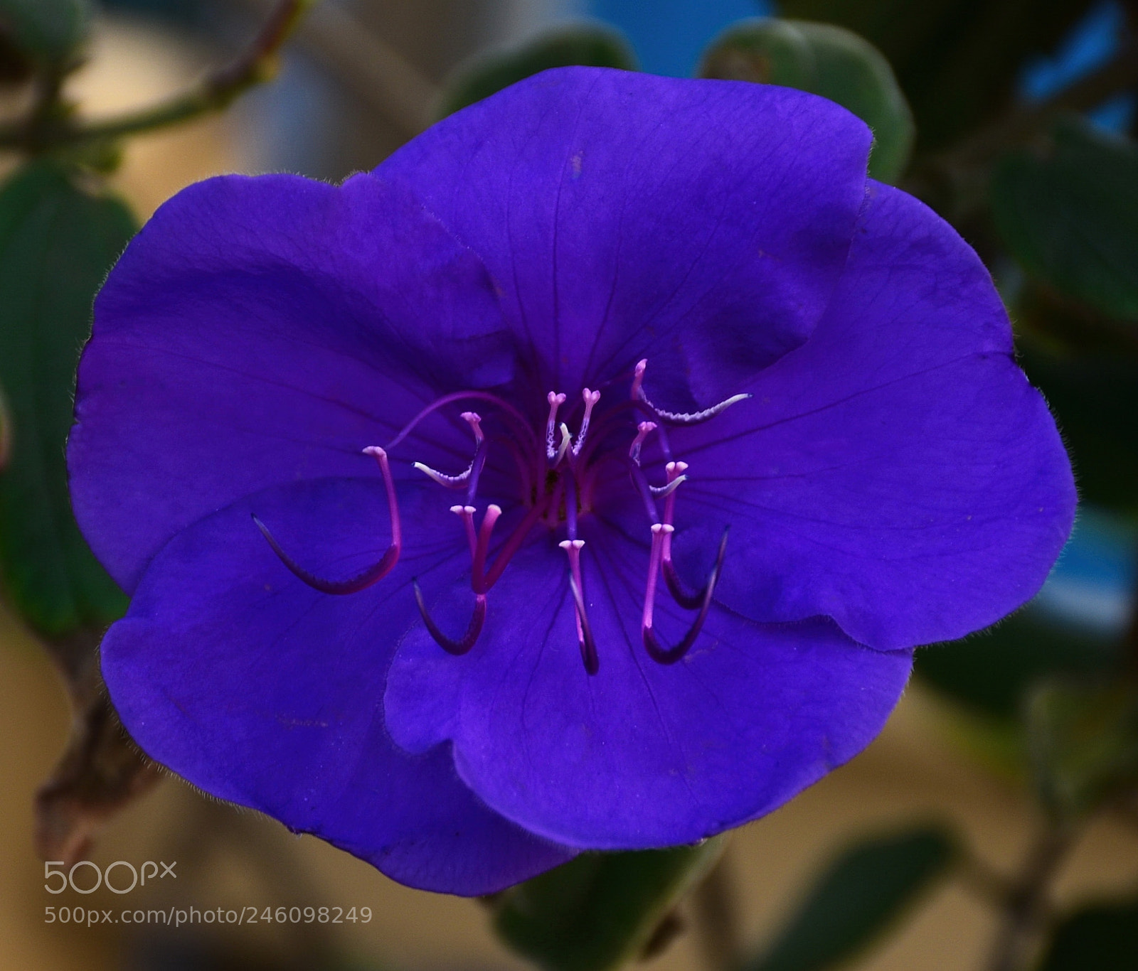 Nikon D7200 sample photo. Deep blue flower in photography