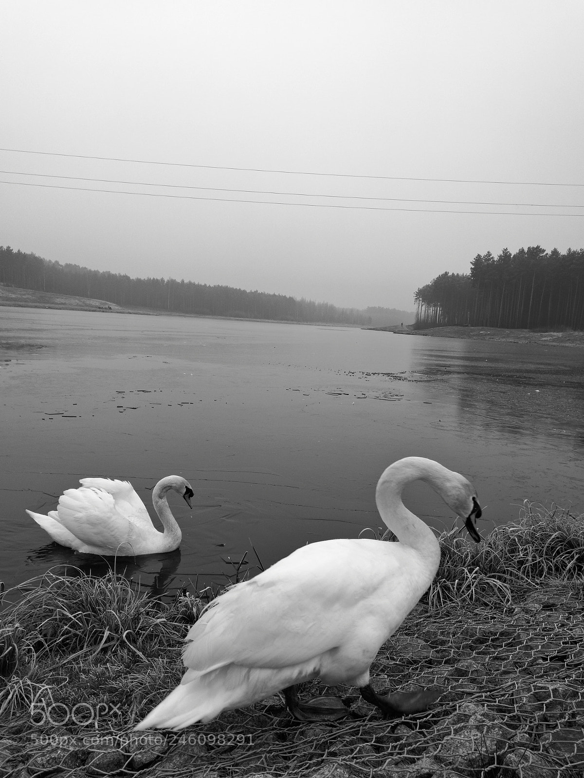 HUAWEI P10 sample photo. Swans 14.2.2018 photography