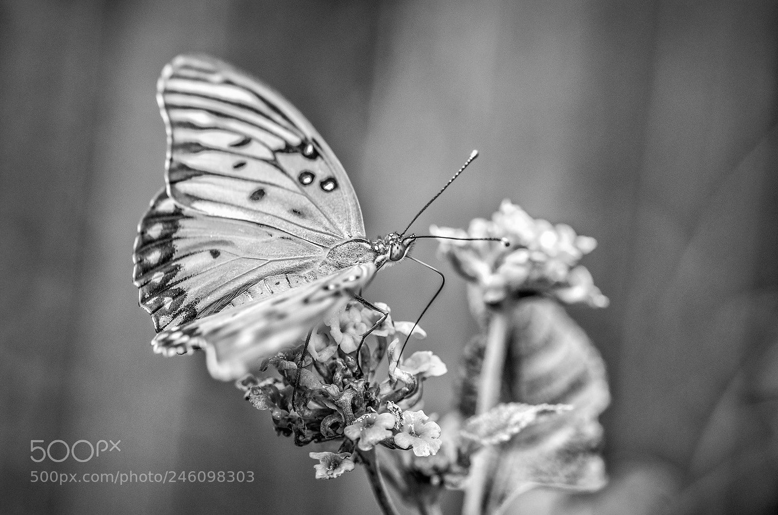 Nikon D5100 sample photo. Gatherer photography