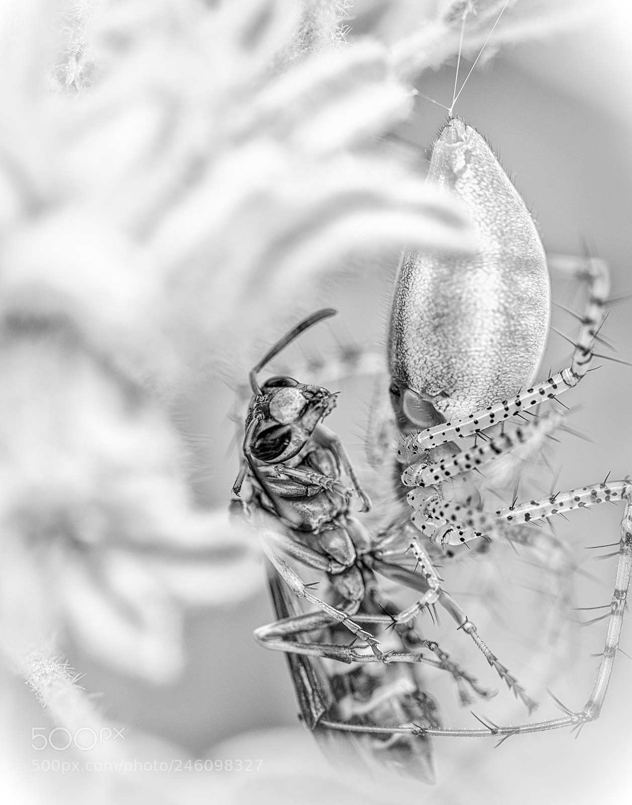 Nikon D5100 sample photo. Hunter and prey 2 photography