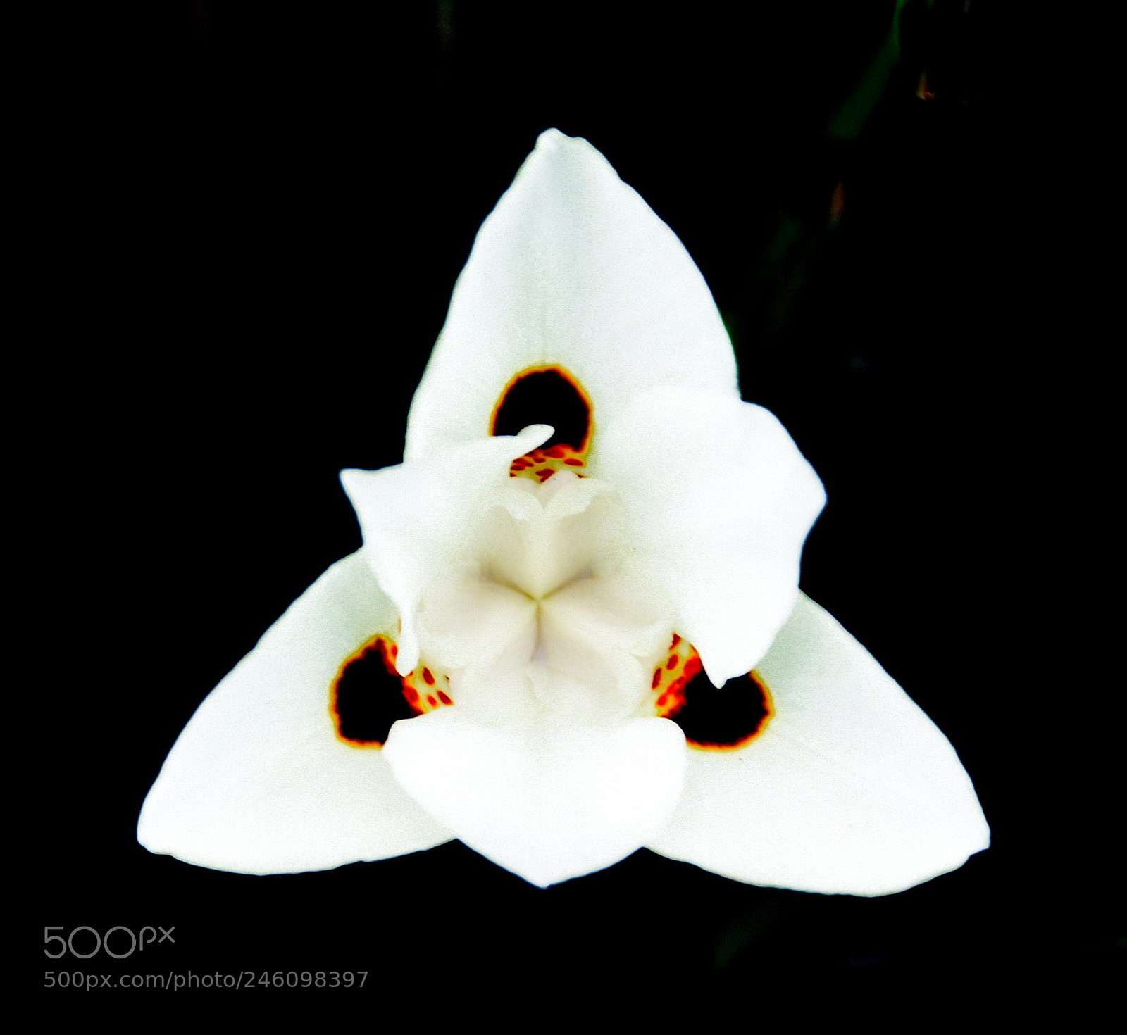 Nikon D7200 sample photo. A white spotted flower photography