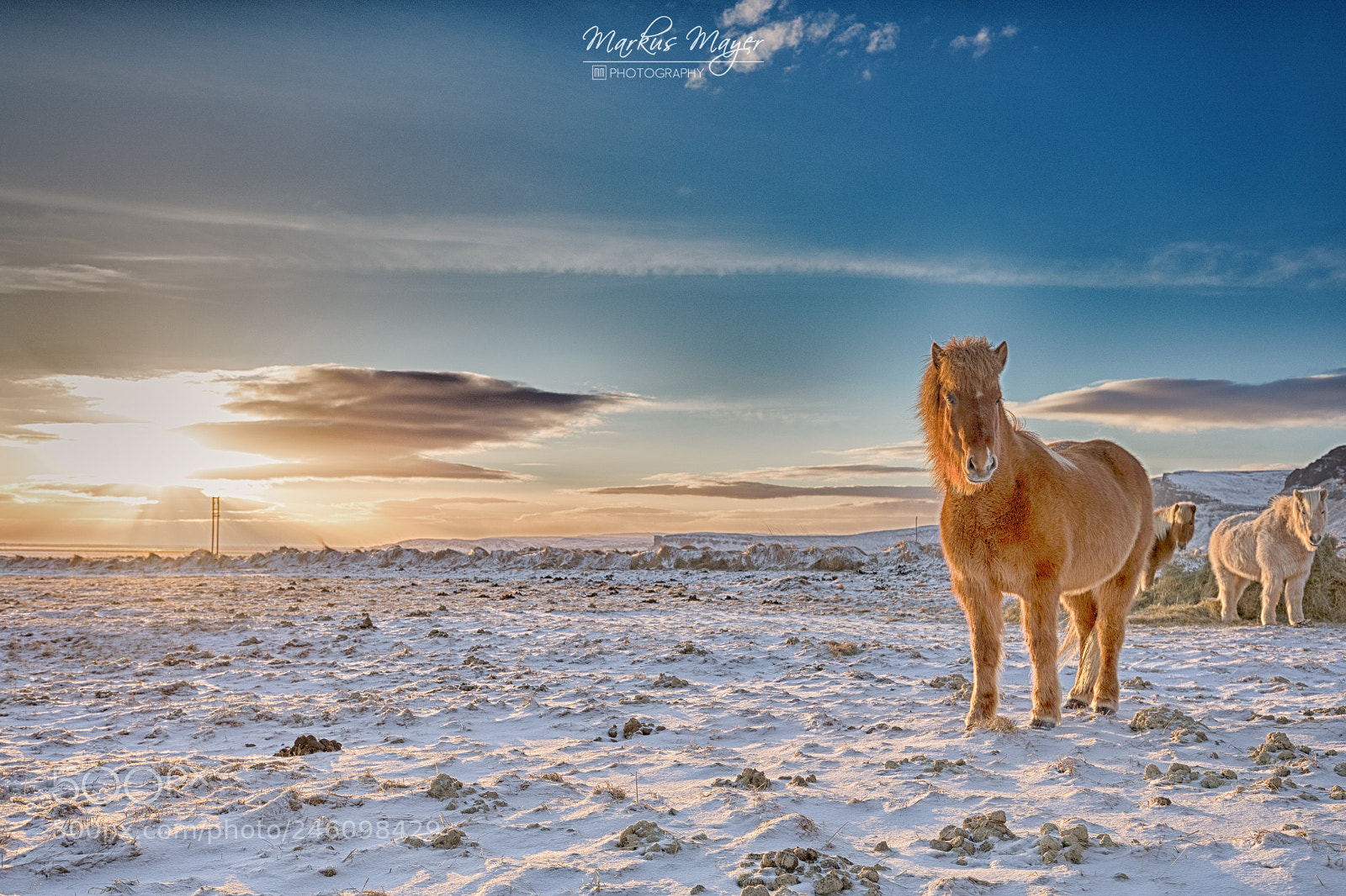 Canon EOS 5D Mark IV sample photo. Iceland horse photography