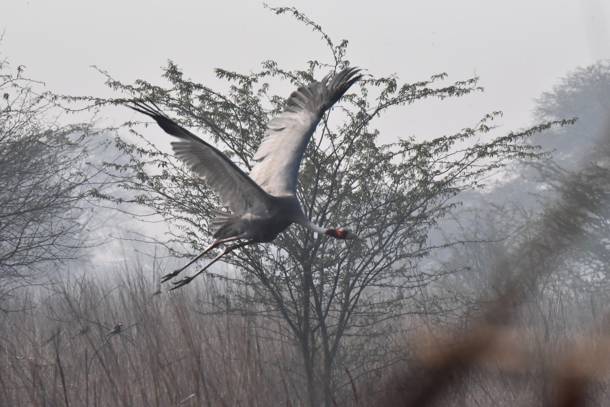 Nikon AF-S Nikkor 200-500mm F5.6E ED VR sample photo. The landing photography