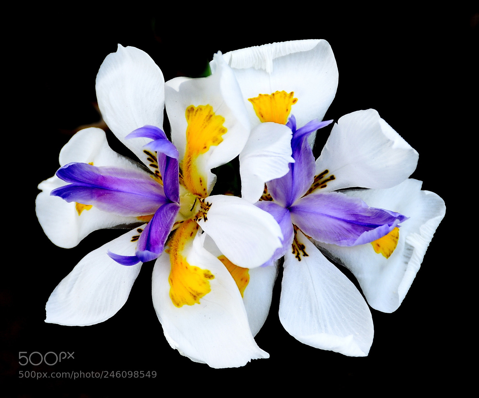 Nikon D7200 sample photo. Two white iris flowers photography
