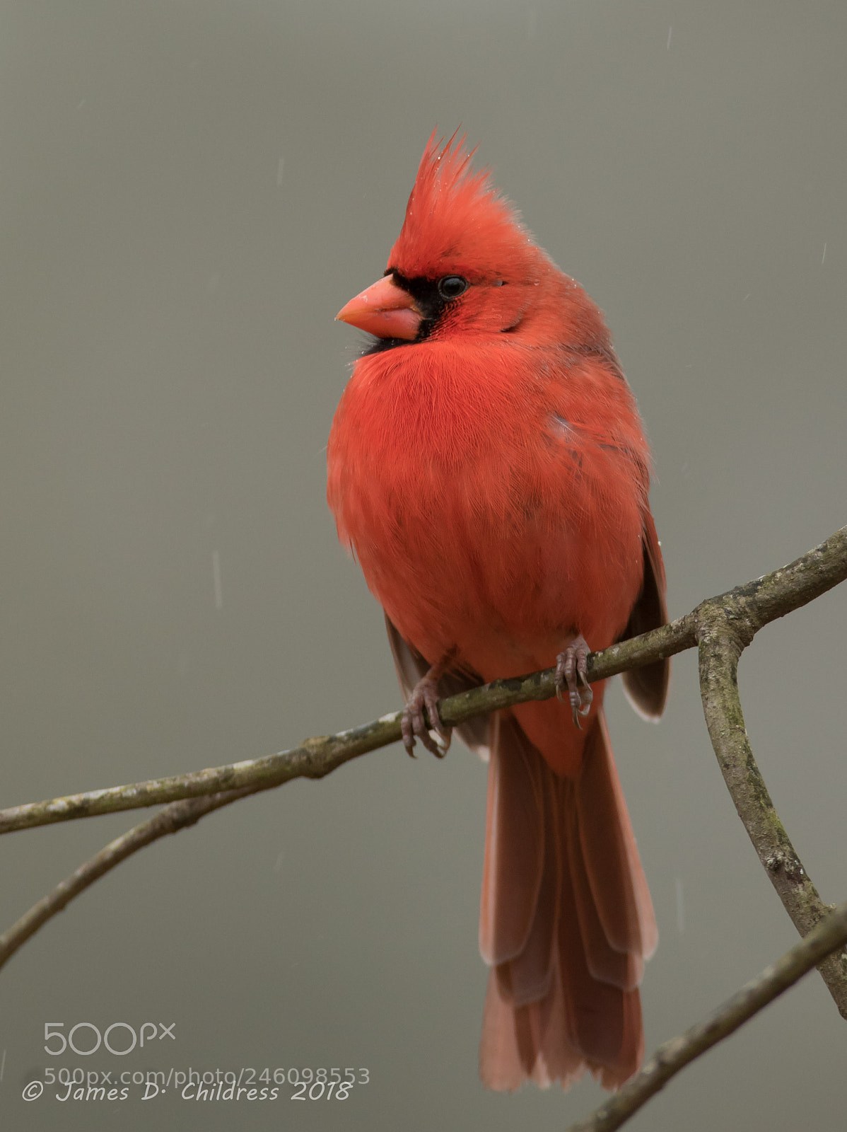 Canon EOS 7D Mark II sample photo. Northern cardinal photography