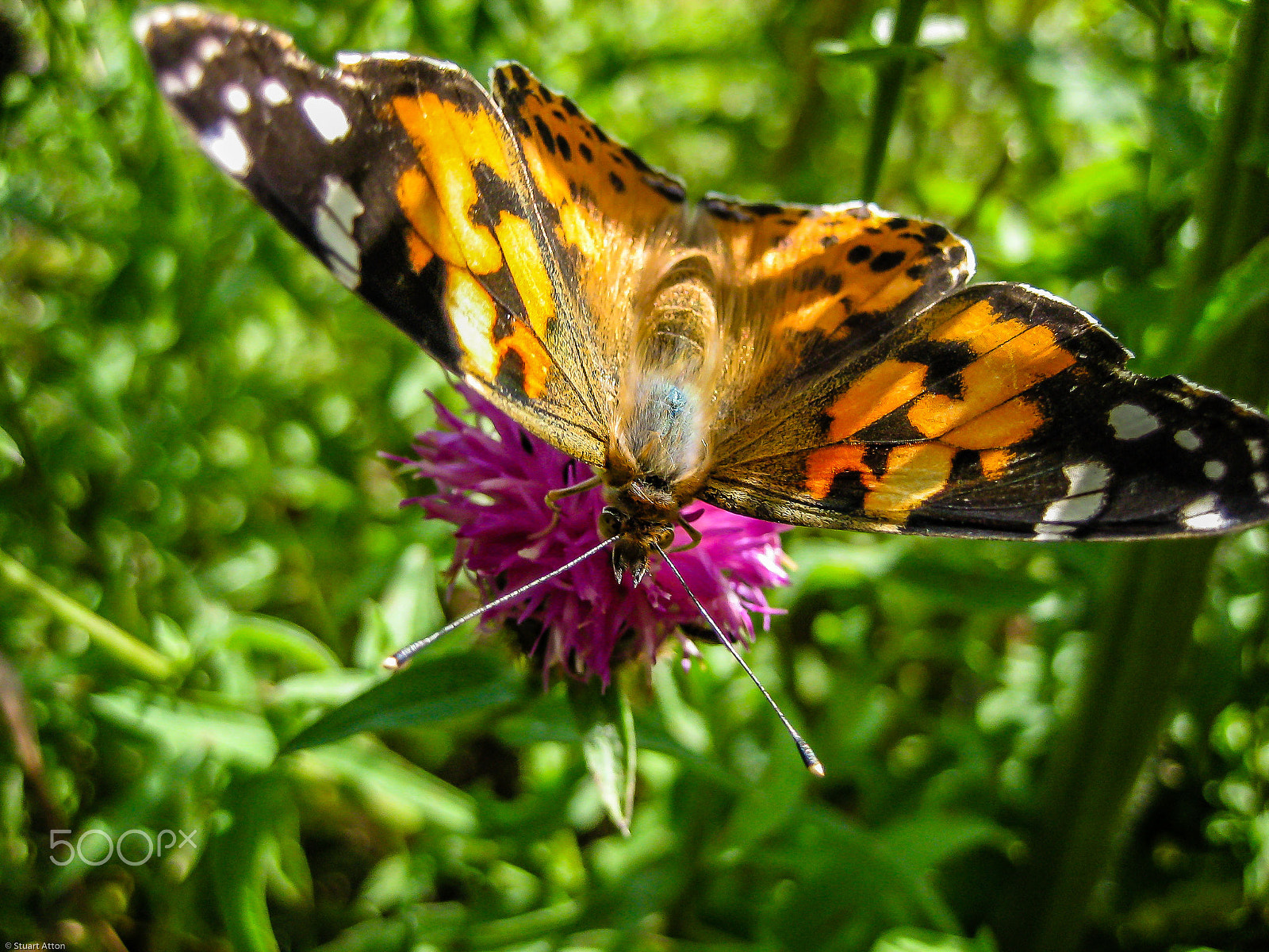 Canon DIGITAL IXUS 50 sample photo. Painted lady photography