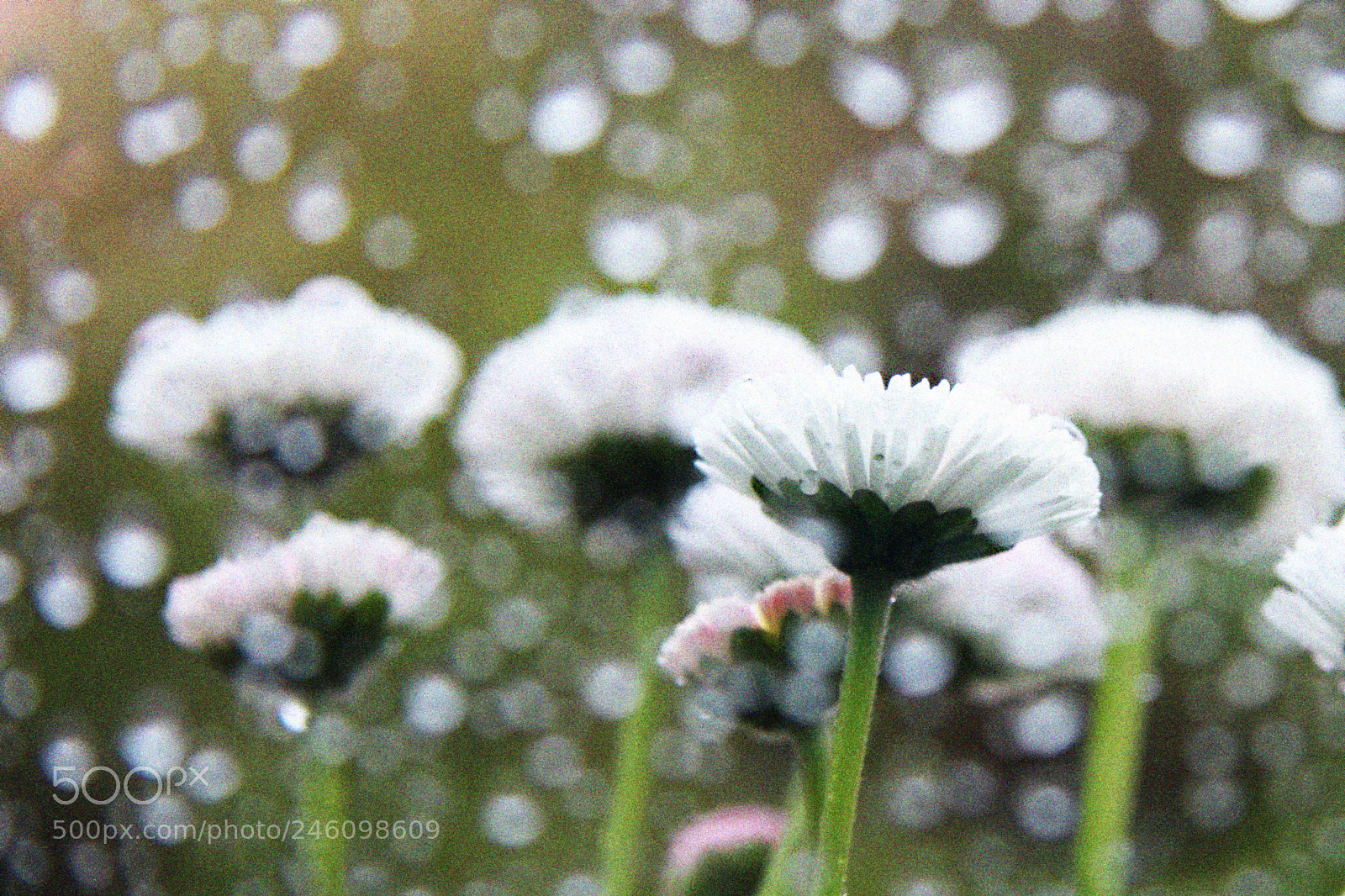 Canon EOS 40D sample photo. Noisy rain photography