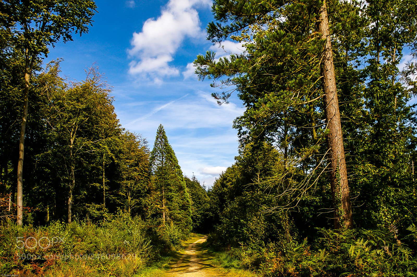 Pentax K100D sample photo. Norfolk woodland photography