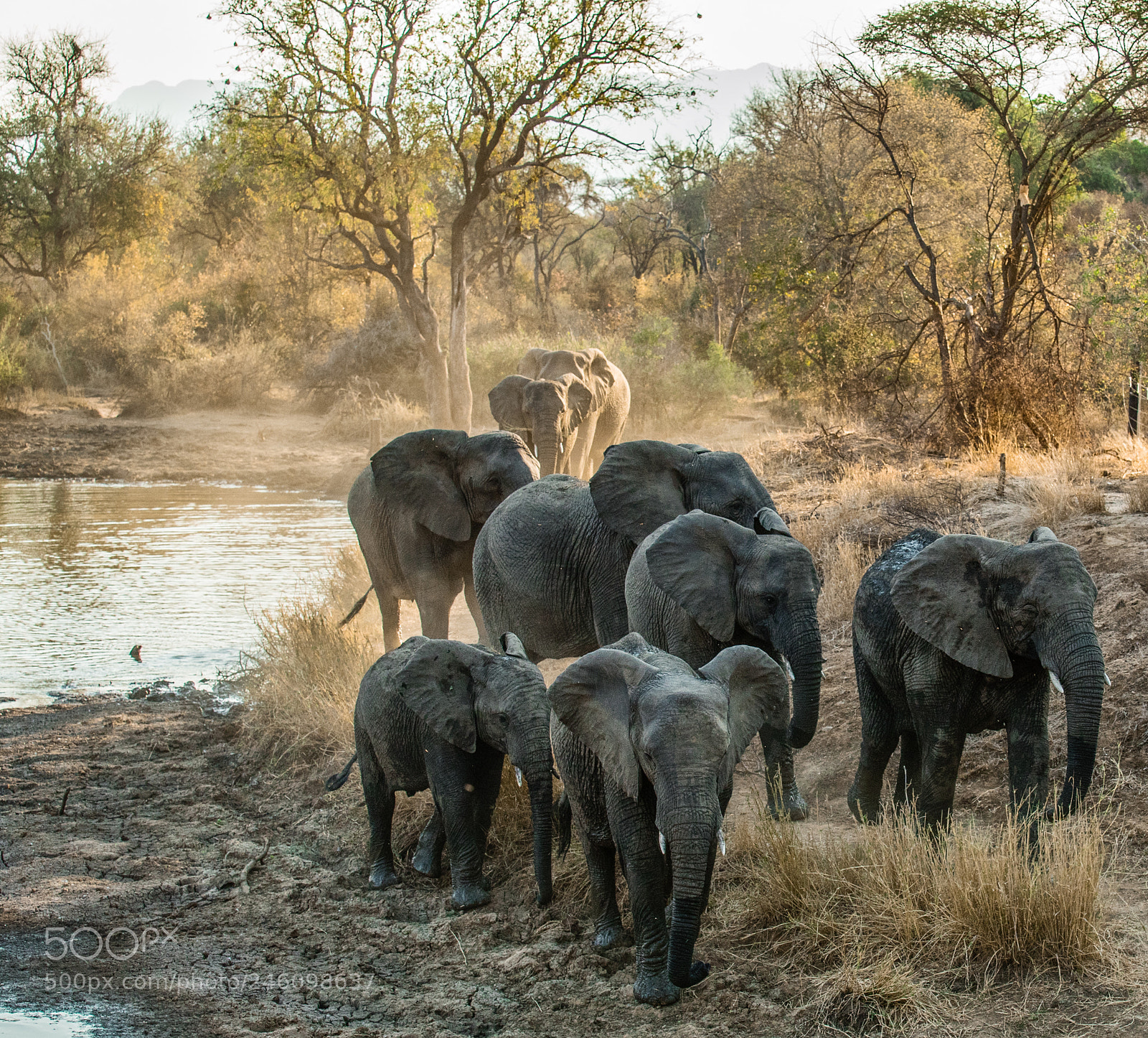 Sony a7 II sample photo. Kunami safari elephant herd photography