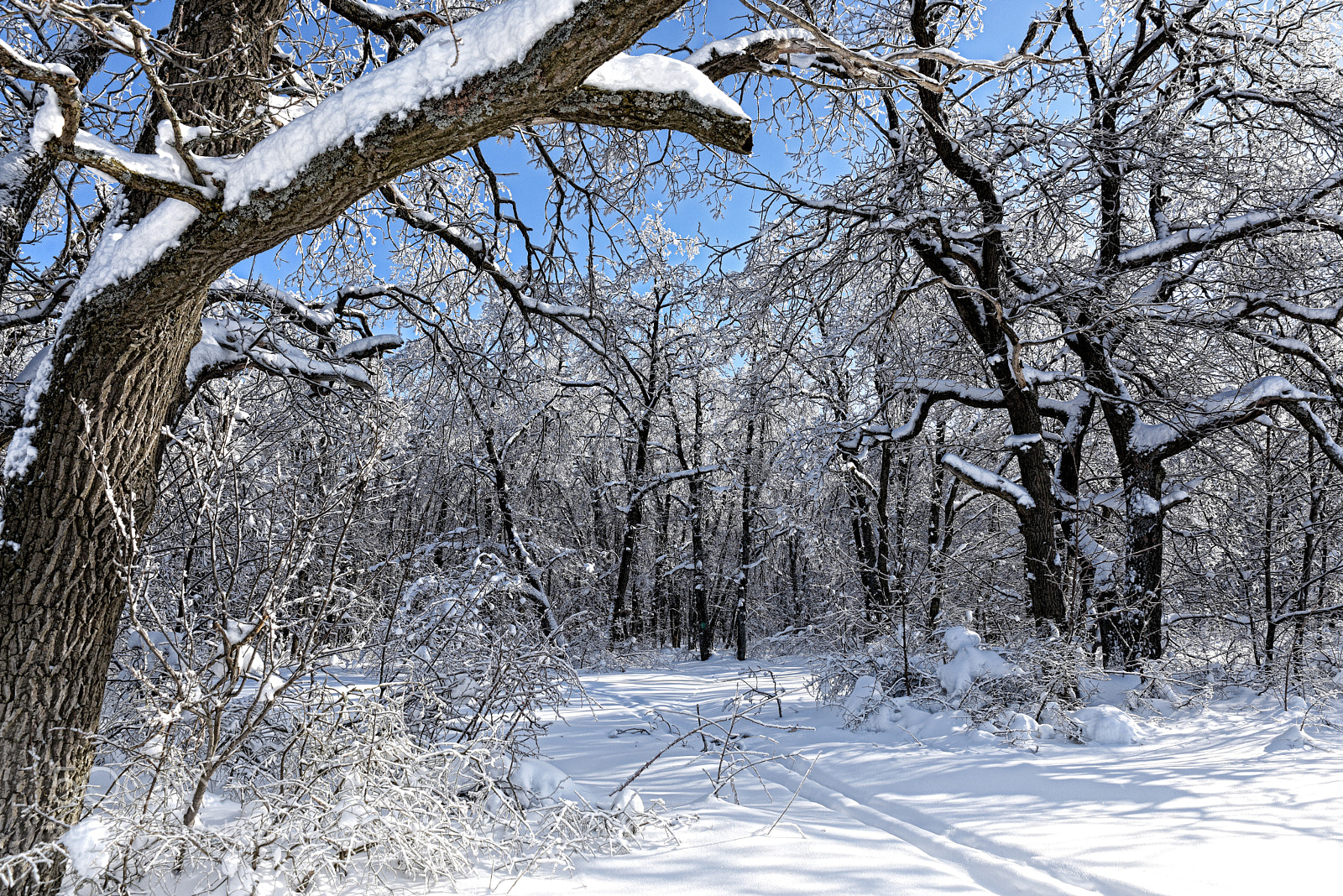 Nikon D810 sample photo. Ski track in winter photography