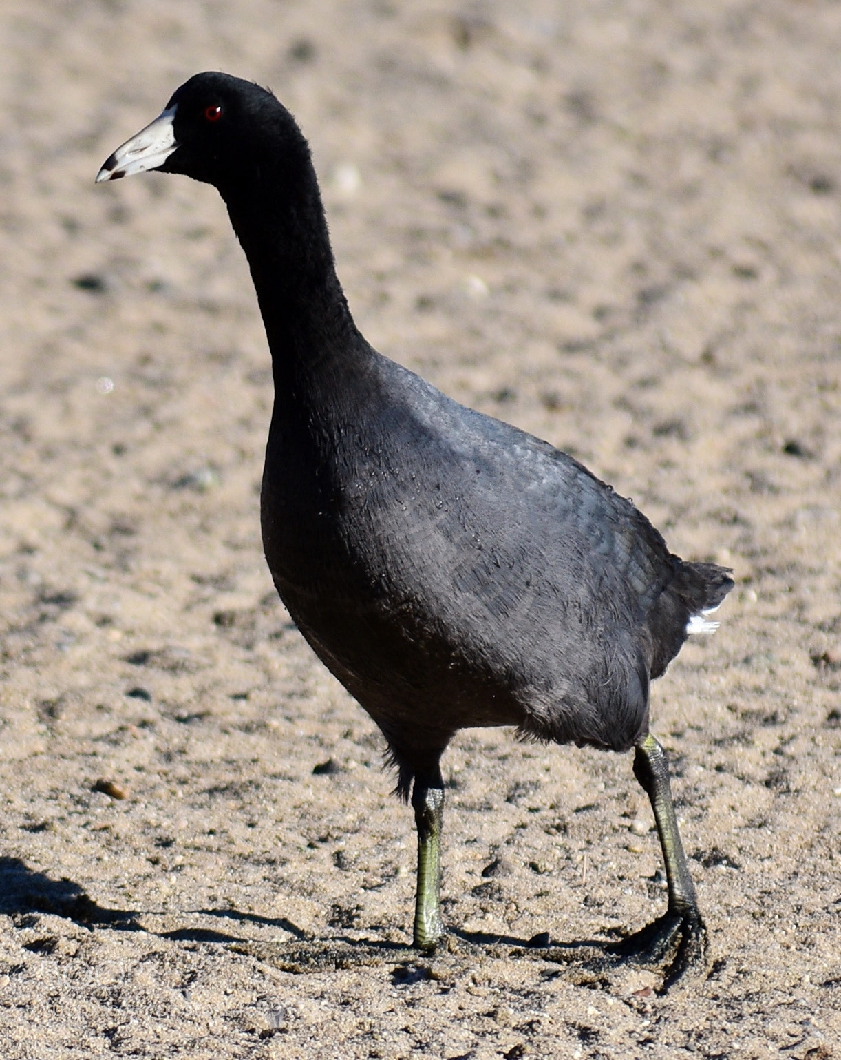 Nikon D7200 sample photo. A black seabird walking photography