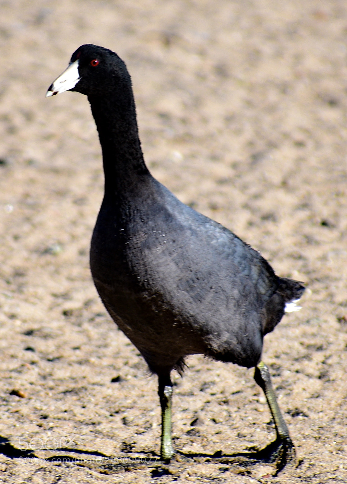 Nikon D7200 sample photo. A black seabird walking photography