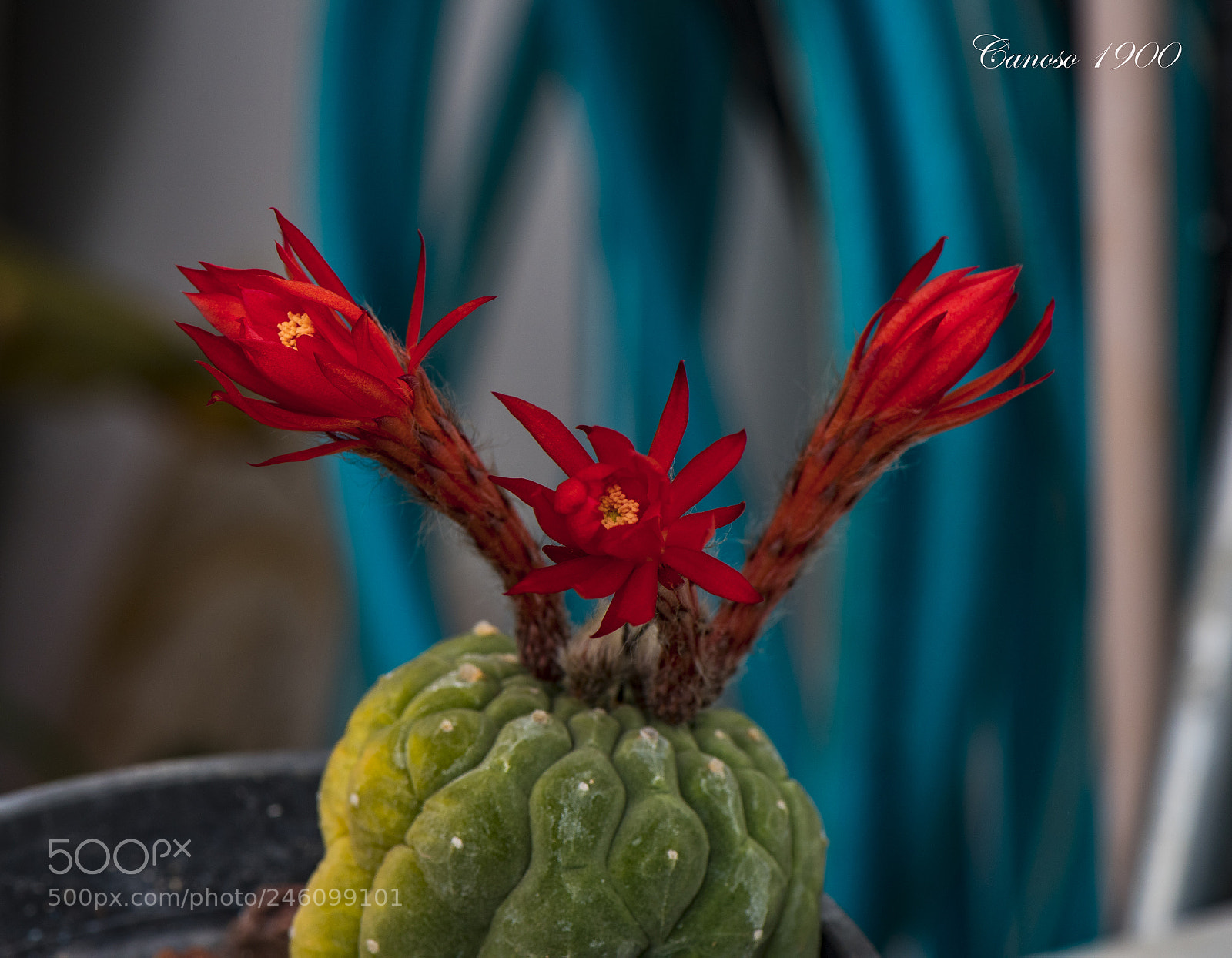 Nikon D810 sample photo. Cactus photography