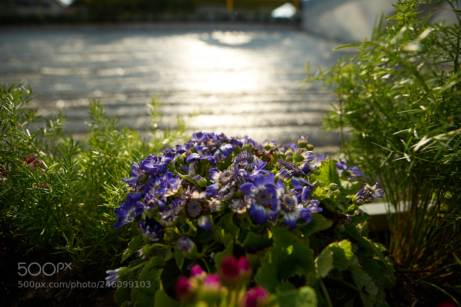 Sony a7 II sample photo. Bonquet photography