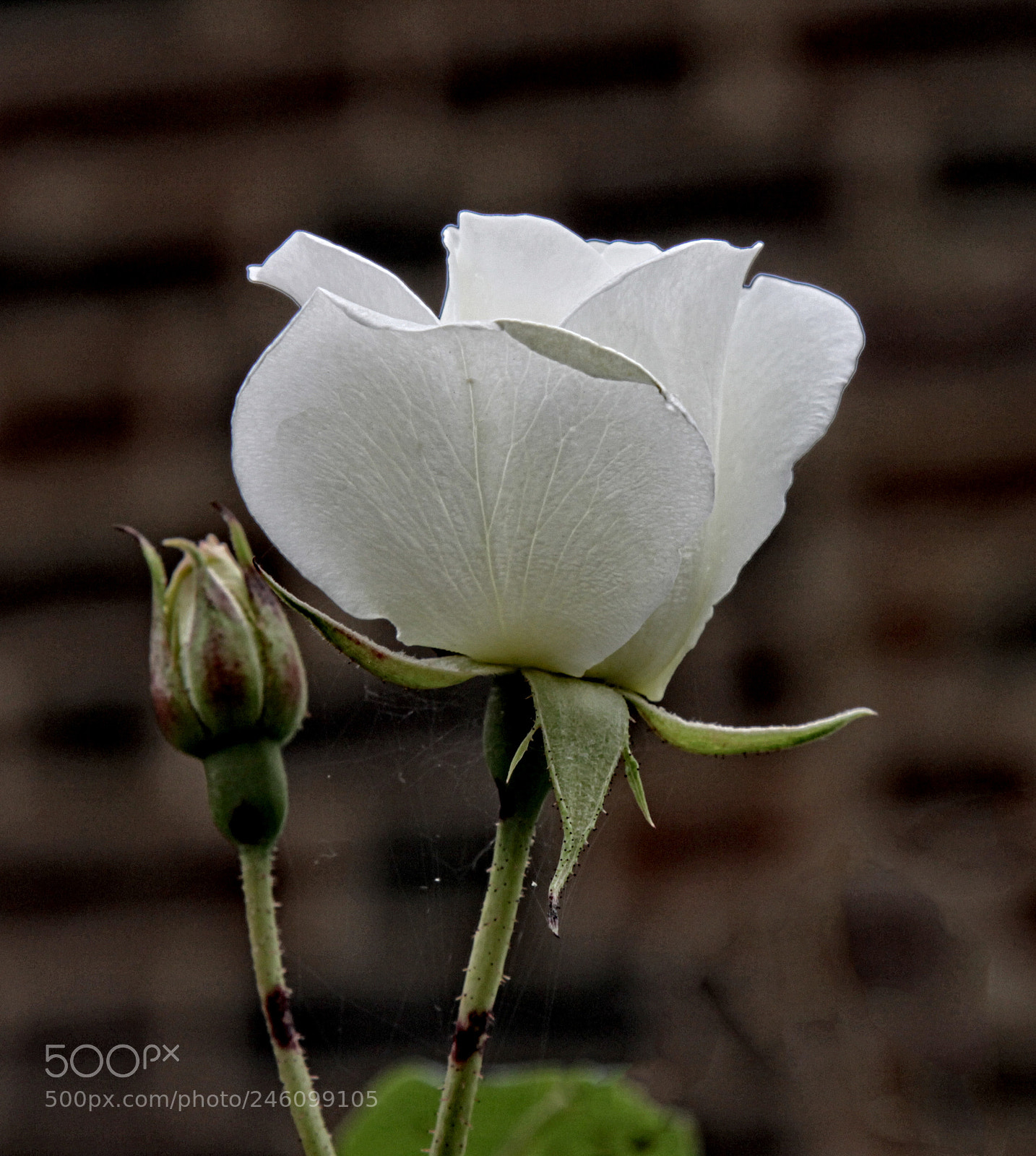 Canon EOS 50D sample photo. Lh rose 22 oa photography