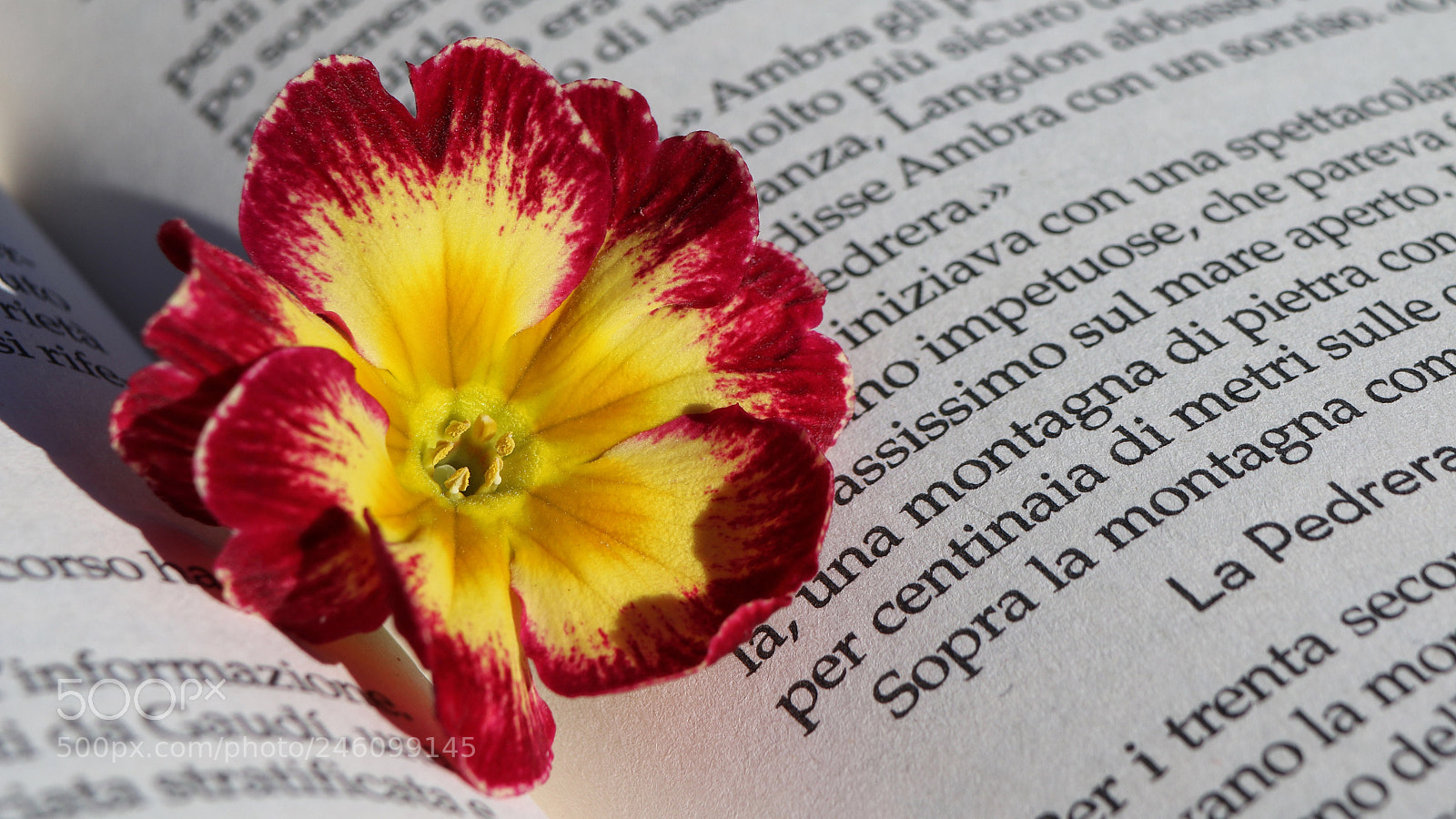 Canon EOS 750D (EOS Rebel T6i / EOS Kiss X8i) sample photo. Valentine's day photography