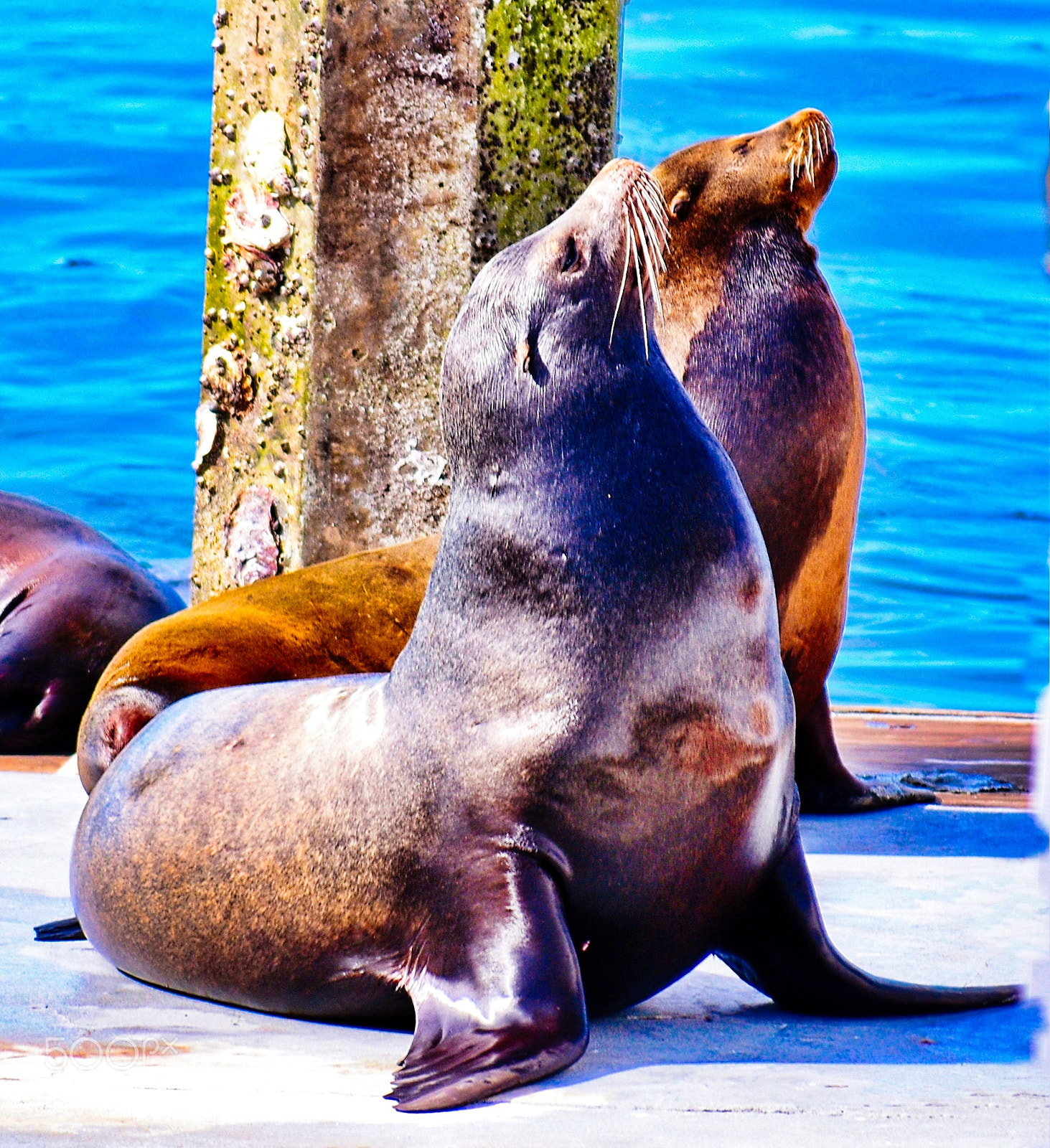Nikon D7200 sample photo. Two seals sunbathing on photography