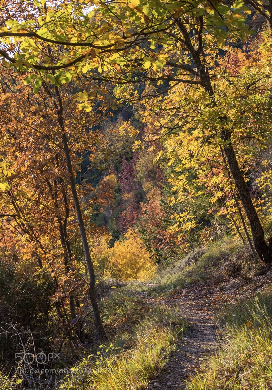 Nikon D7100 sample photo. Lost in the woods photography