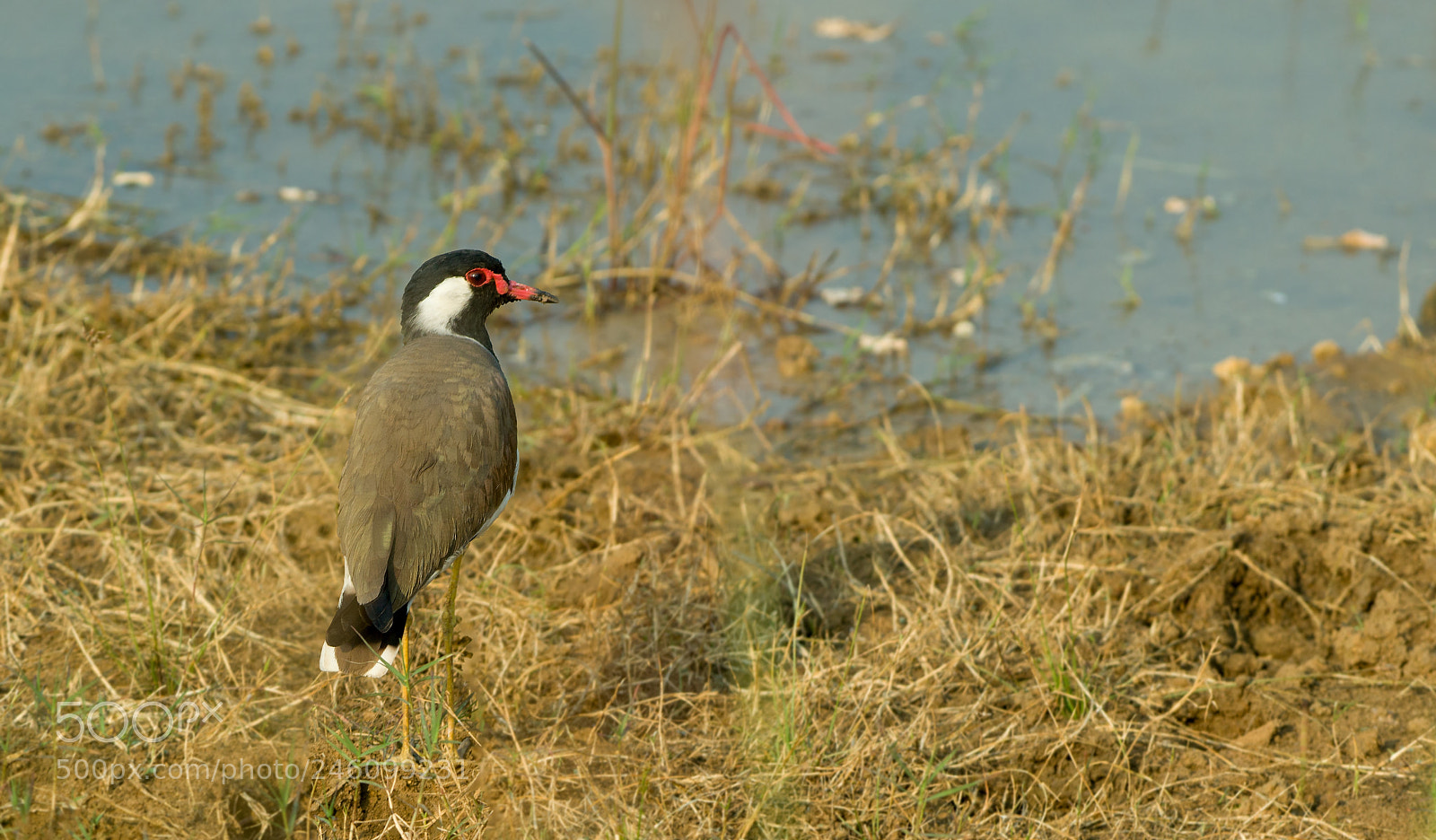 Nikon D3200 sample photo. Red wattled lapwing photography