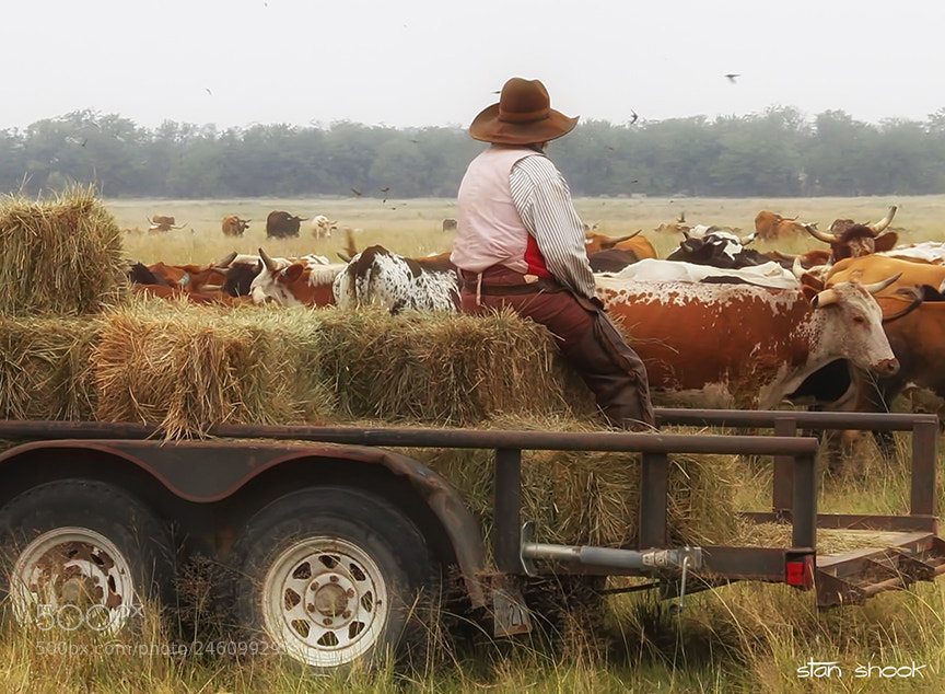 Canon EOS 7D sample photo. Counting cattle ...watching the photography