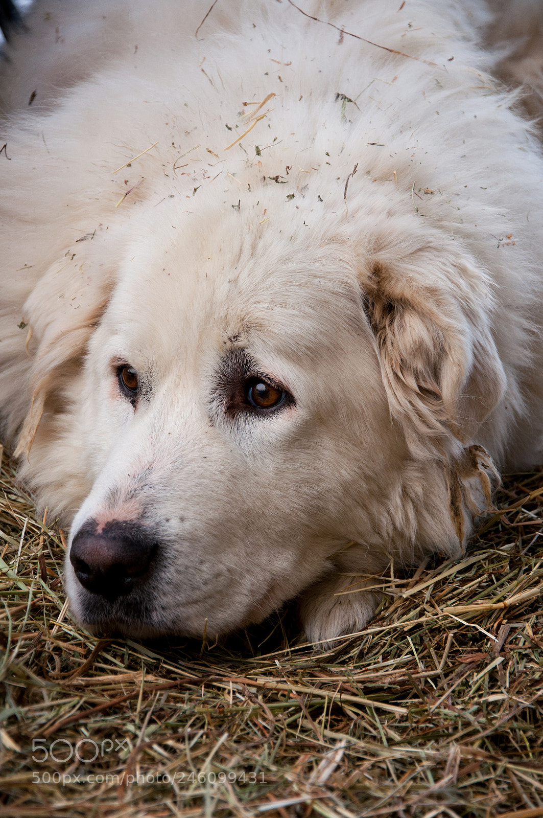 Nikon D90 sample photo. Defend the herd is photography