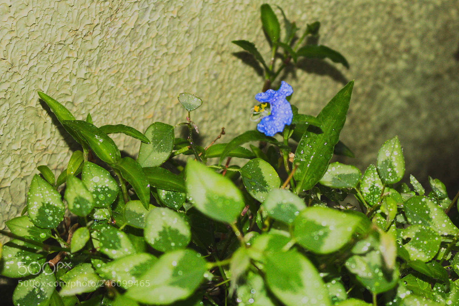 Canon EOS 750D (EOS Rebel T6i / EOS Kiss X8i) sample photo. Trapoeraba na chuva commelina photography