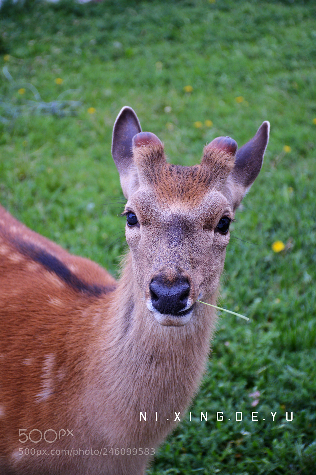 Nikon D7100 sample photo. Untitled photography