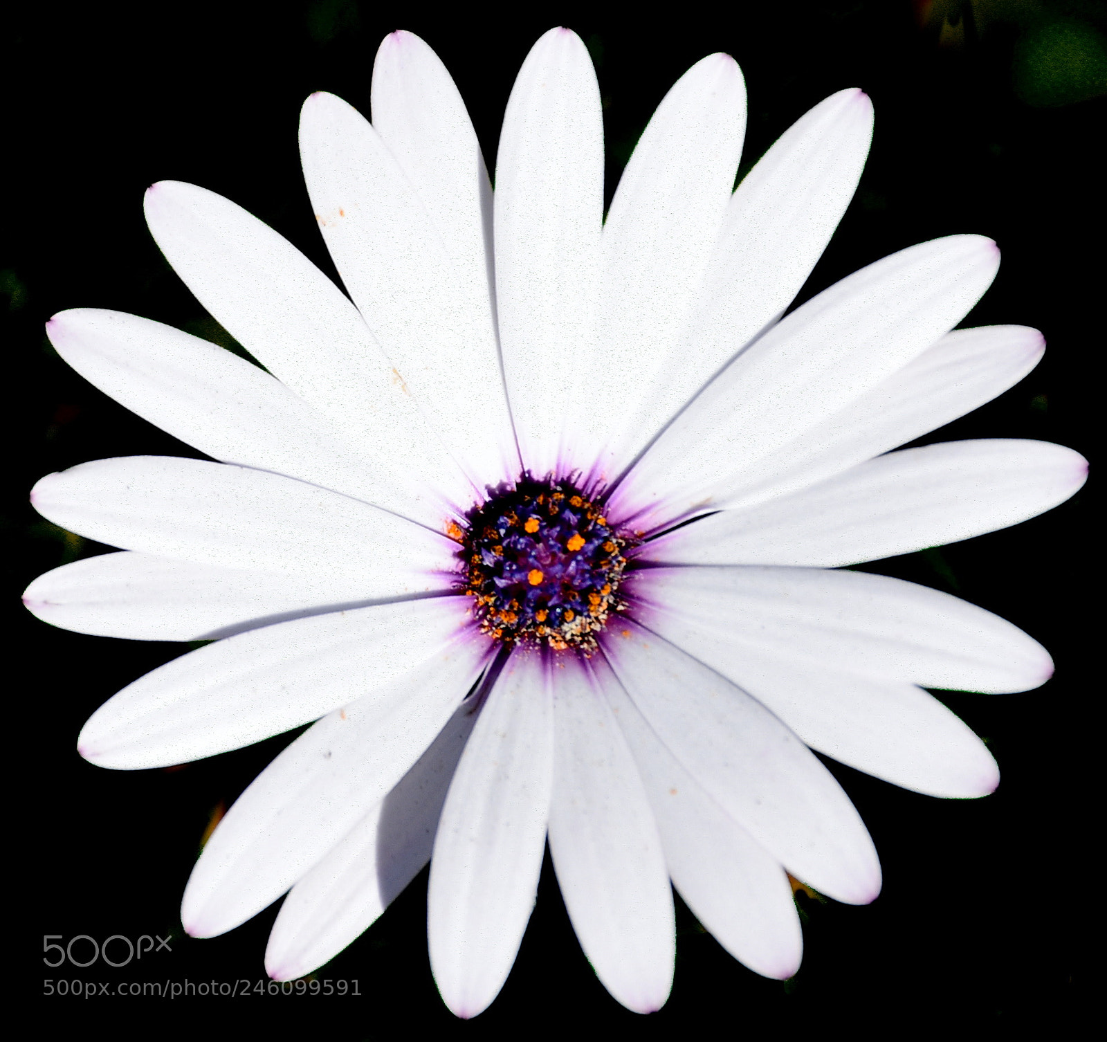 Nikon D7200 sample photo. A lovely white and photography