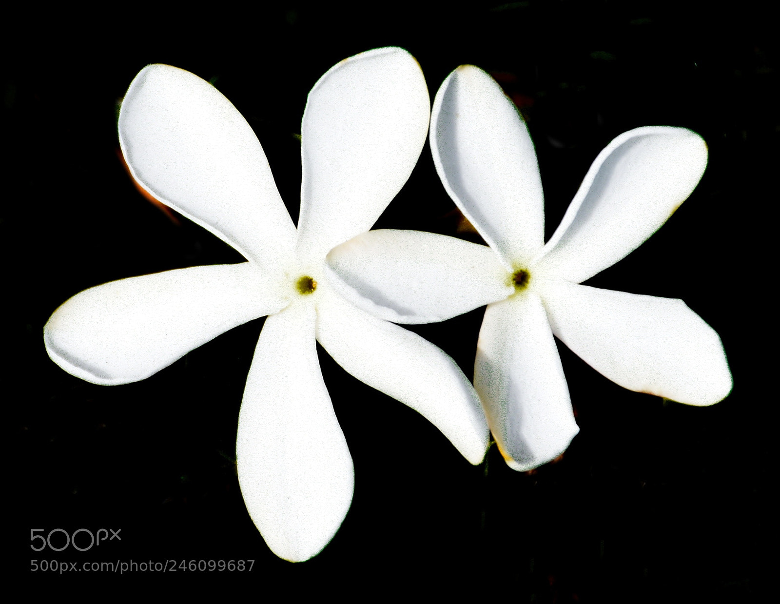 Nikon D7200 sample photo. Two white star flowers photography