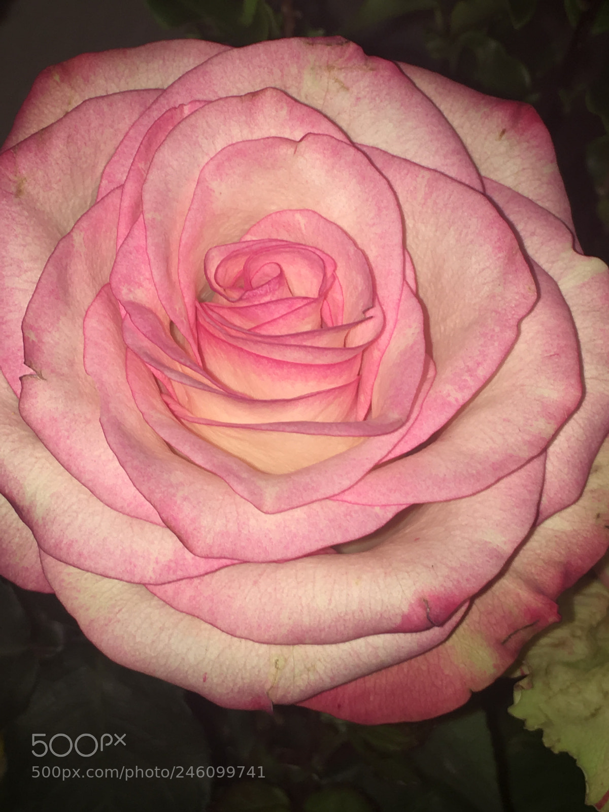 Apple iPhone 6s sample photo. Untitled photography