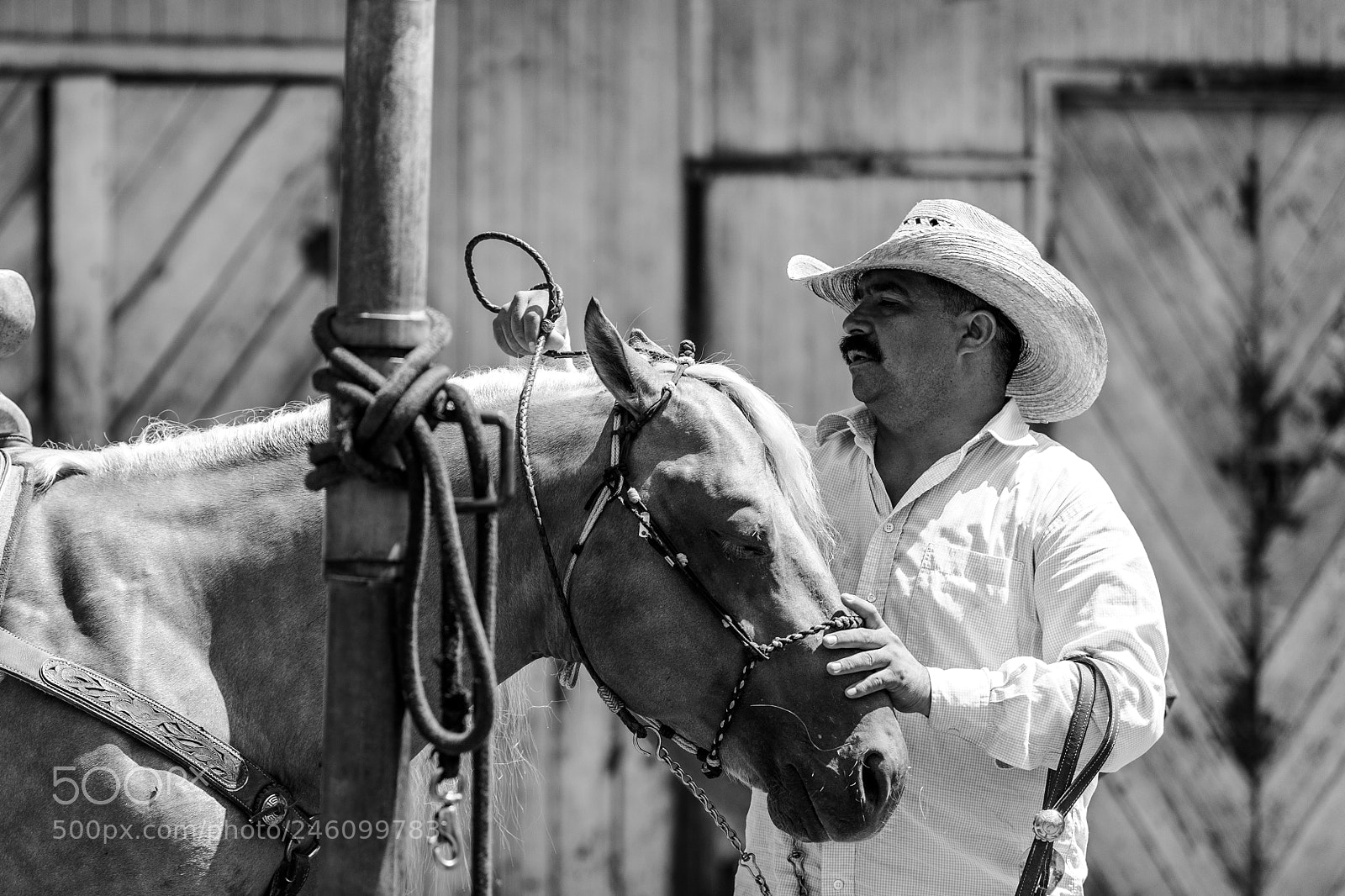 Nikon D500 sample photo. Man and horse photography