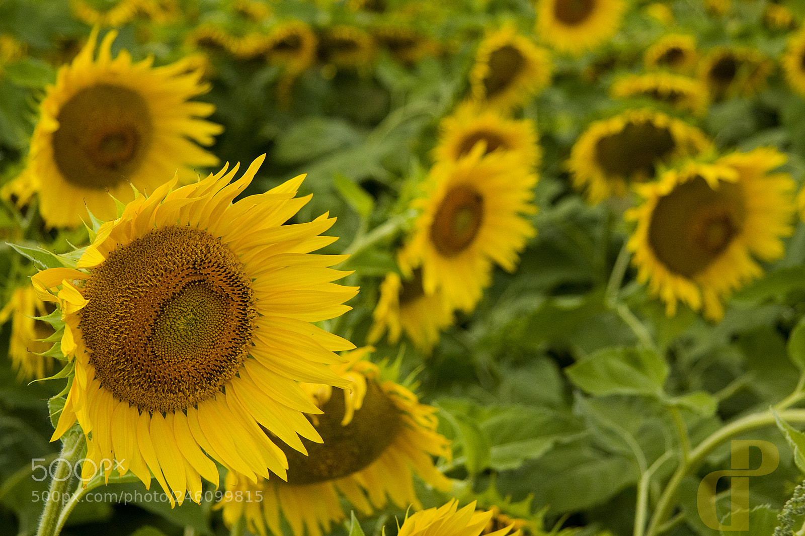 Canon EOS 40D sample photo. Girasoli photography