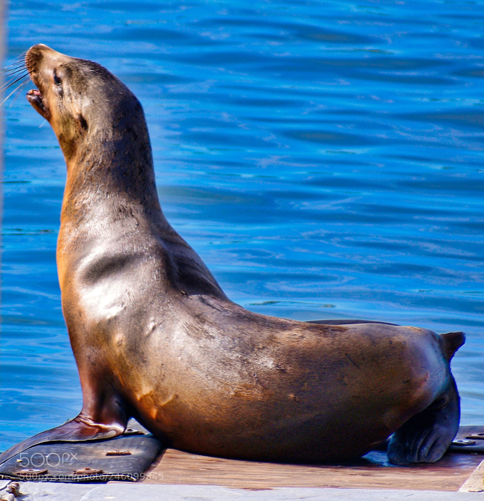 Nikon D7200 sample photo. A seal talking to photography