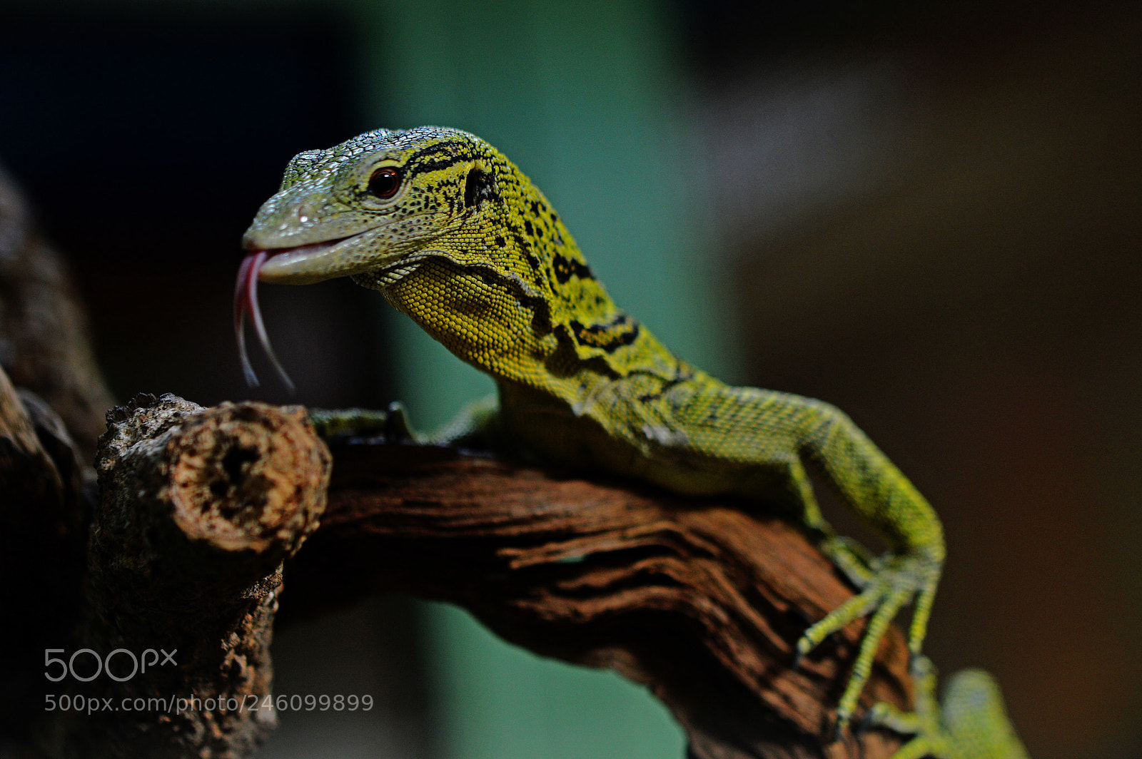 Nikon D3200 sample photo. Baumwaran photography