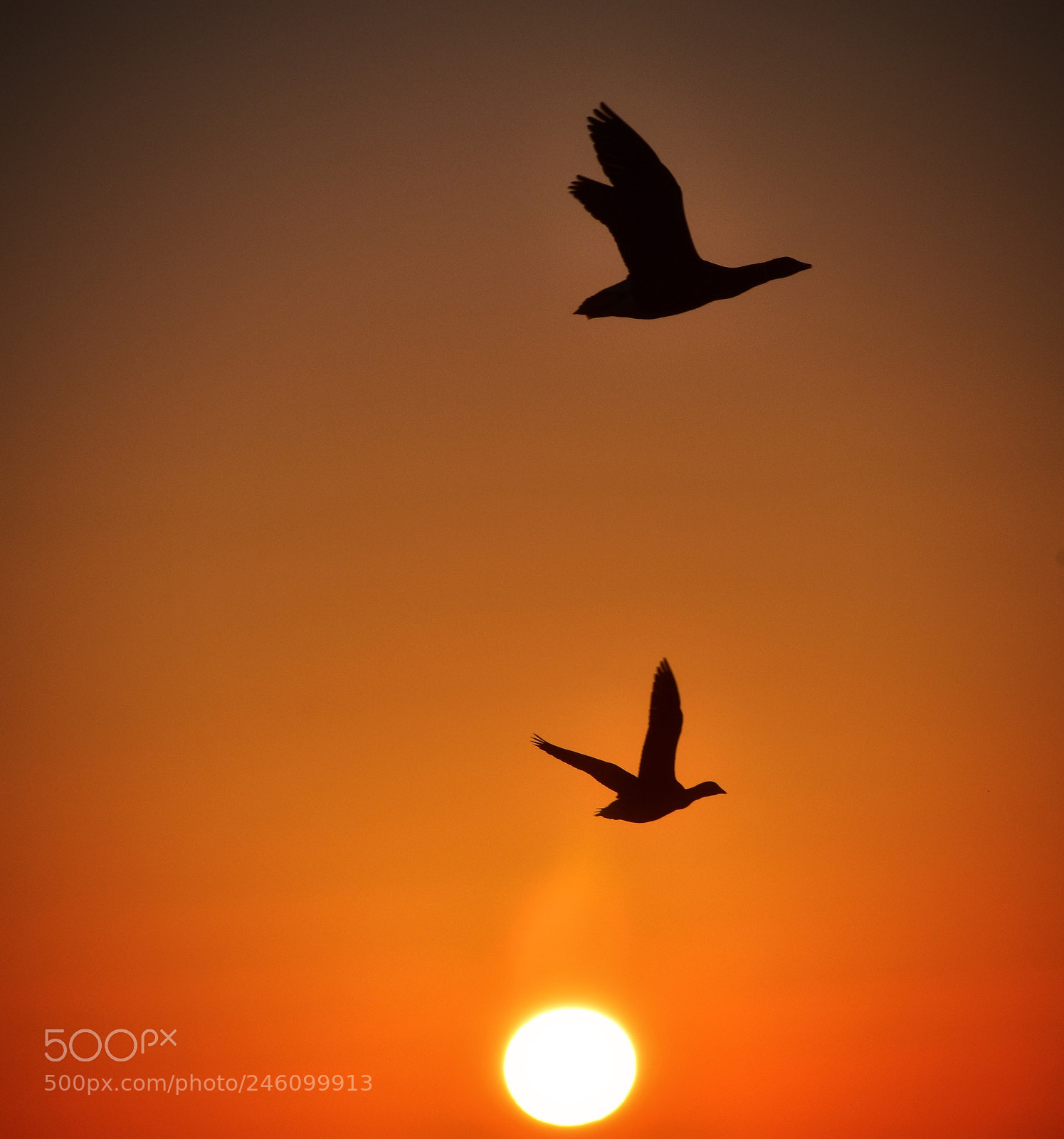 Nikon D7200 sample photo. Duet of flying ducks.. photography